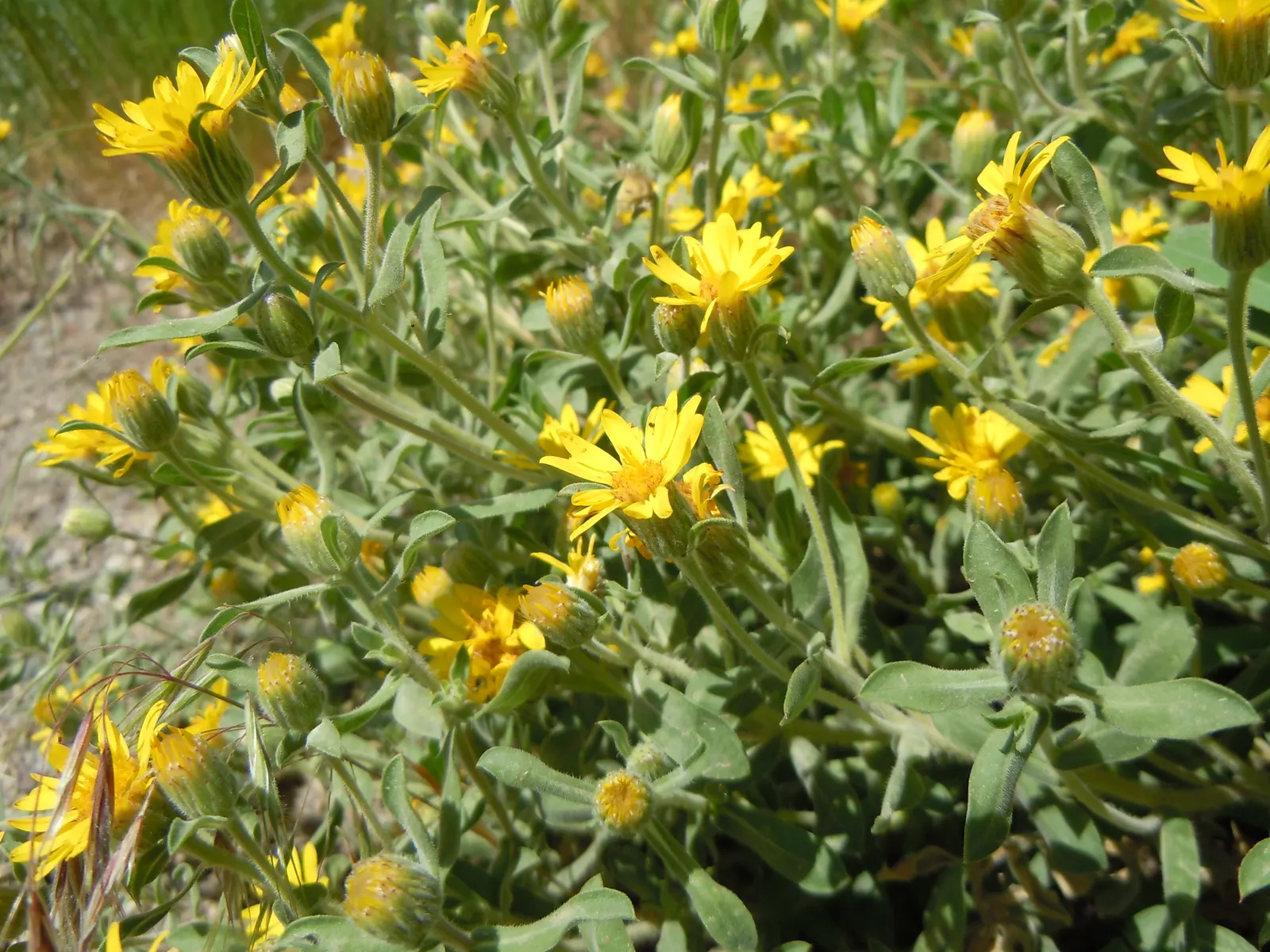 Hairy False Goldenaster (Heterotheca 'San Bruno Mountain') — Its stems are woody at the base, image 67