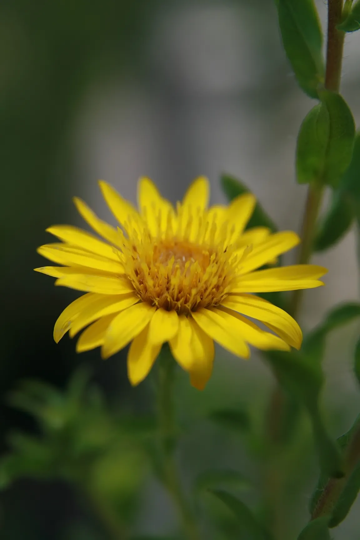 Hairy False Goldenaster (Heterotheca 'San Bruno Mountain') — Its stems are woody at the base, image 29