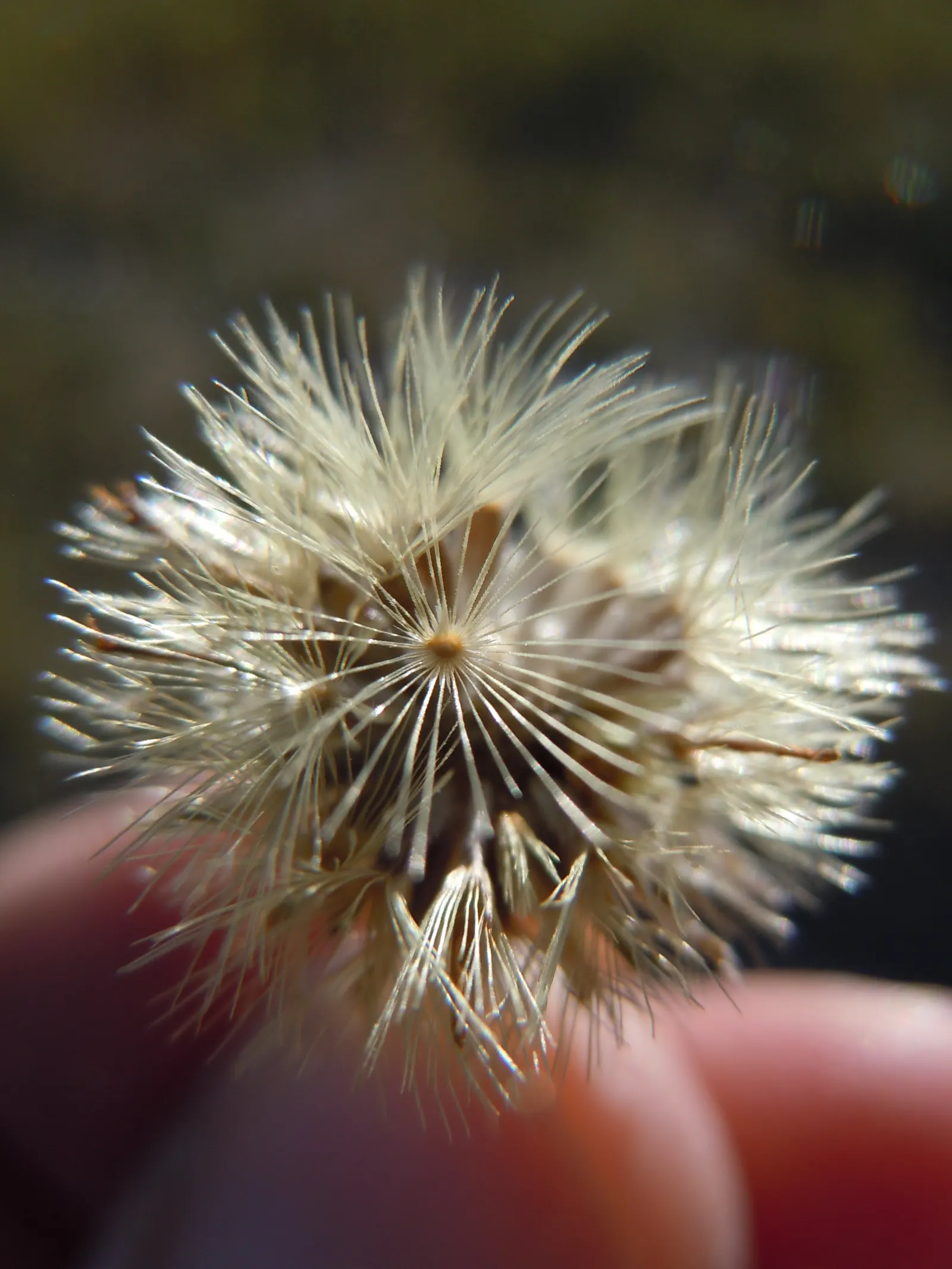 Hairy False Goldenaster (Heterotheca 'San Bruno Mountain') — Its stems are woody at the base