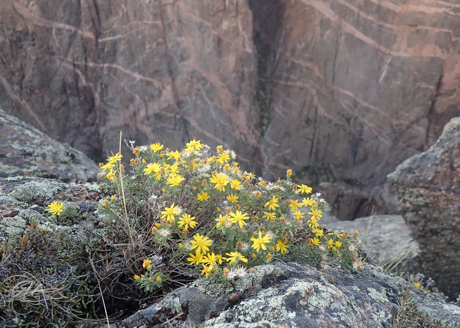 Hairy False Goldenaster (Heterotheca 'San Bruno Mountain') — giving it a sturdy structure to support its copious blooms.<br><br>From summer into fall; yellow