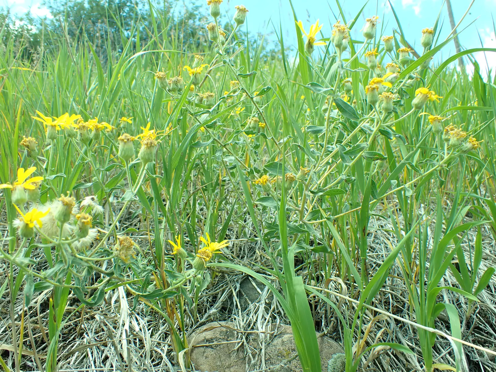 Hairy False Goldenaster (Heterotheca 'San Bruno Mountain') — This drought-tolerant plant blooms late summer to fall, attracting butterflies while, image 79