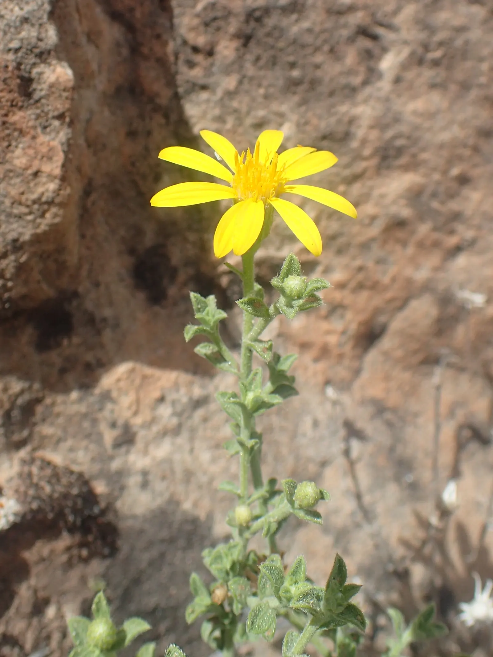 Hairy False Goldenaster (Heterotheca 'San Bruno Mountain') — add vibrant color and attract beneficial pollinators such as butterflies and bees to, image 70