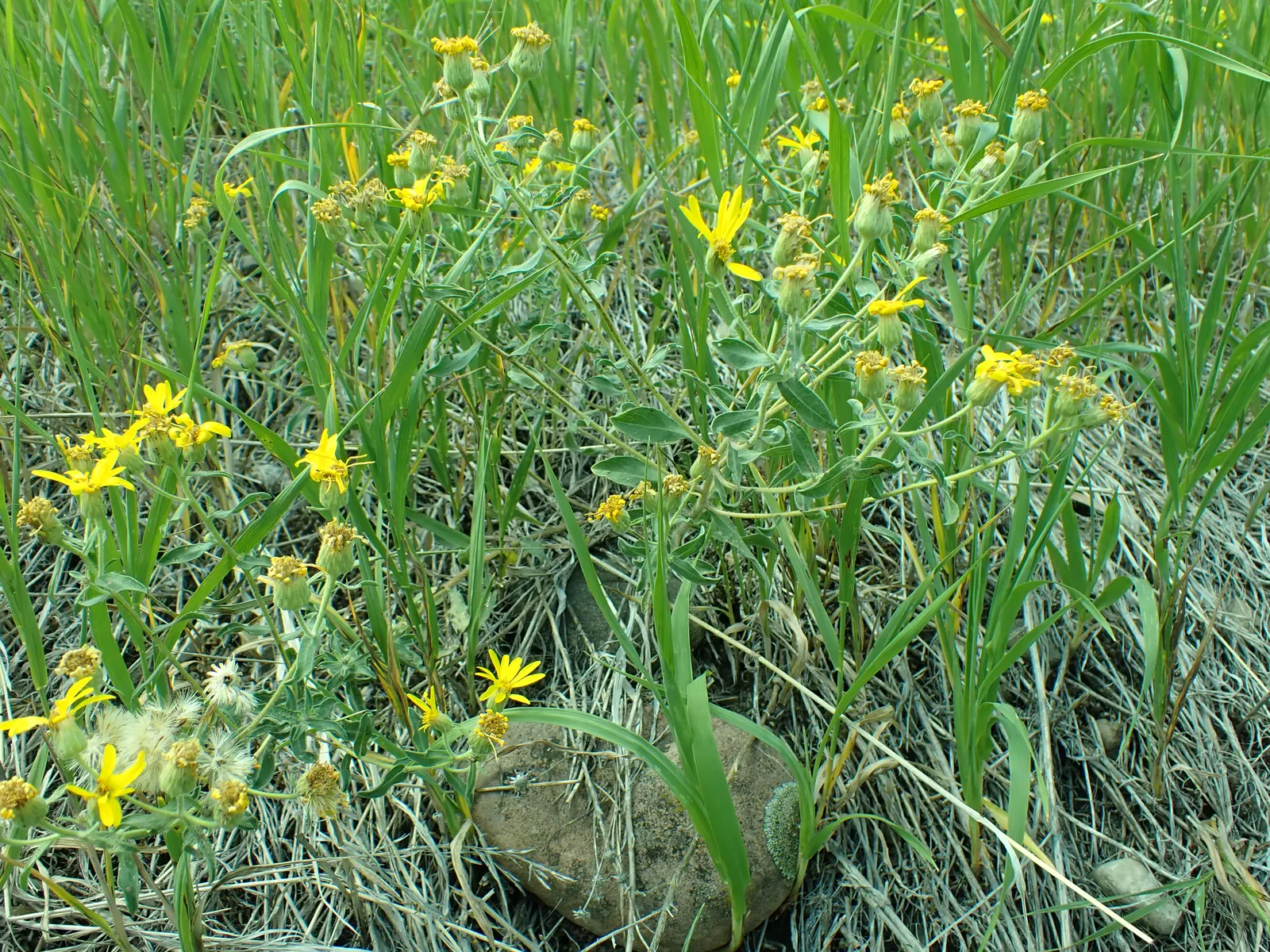 Hairy False Goldenaster (Heterotheca 'San Bruno Mountain') — grey-green foliage that provides a textured backdrop for other garden elements
