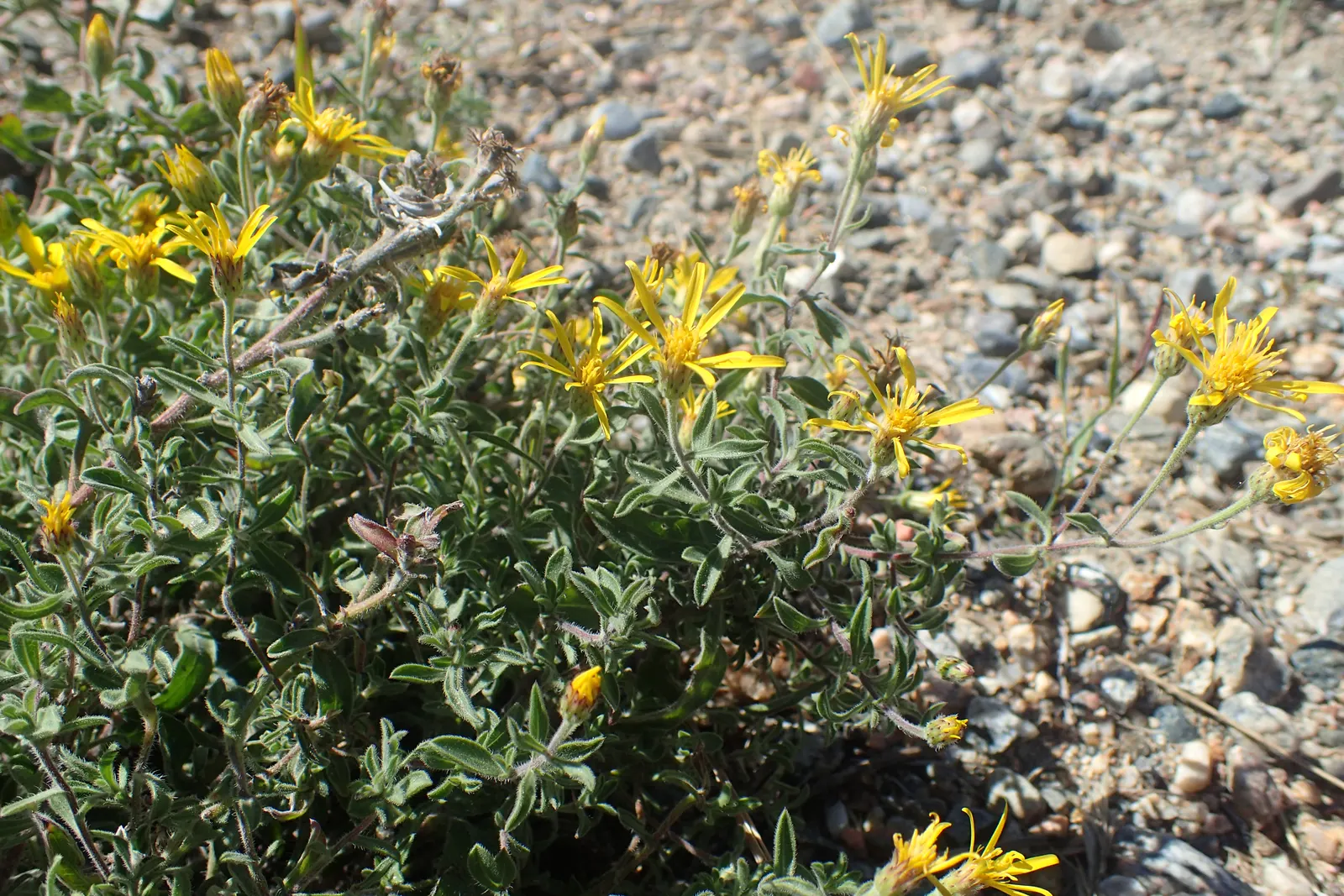 Hairy False Goldenaster (Heterotheca 'San Bruno Mountain') — showcasing a profusion of golden-yellow daisy-like flowers; a low-maintenance choice, image 39