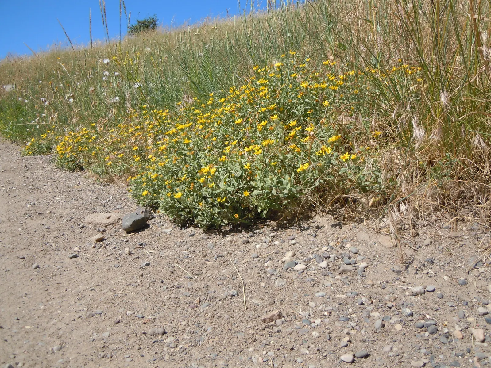 Hairy False Goldenaster (Heterotheca 'San Bruno Mountain') — showcasing a profusion of golden-yellow daisy-like flowers; a low-maintenance choice, image 58