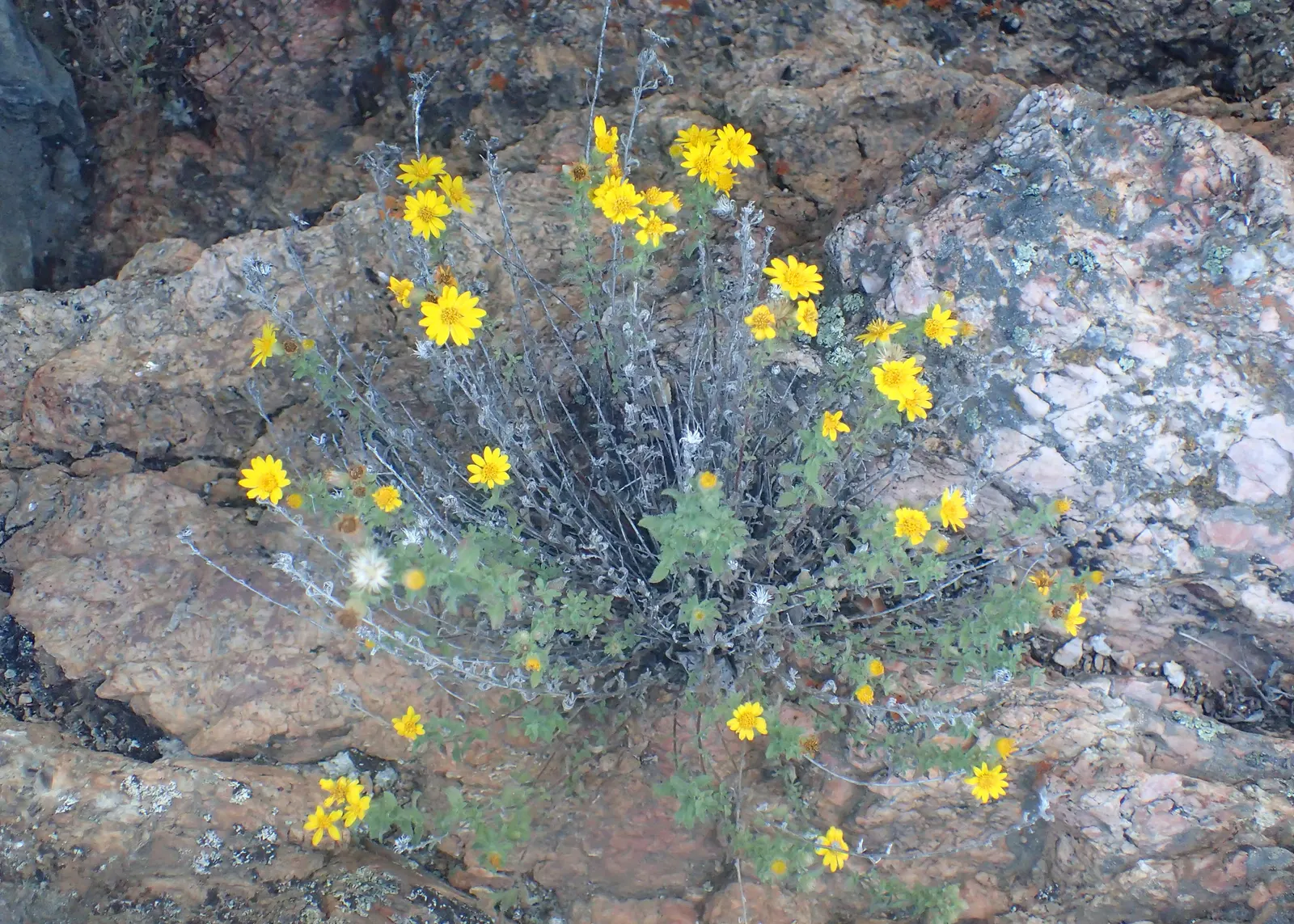 Hairy False Goldenaster (Heterotheca 'San Bruno Mountain') — environmentally-friendly garden space