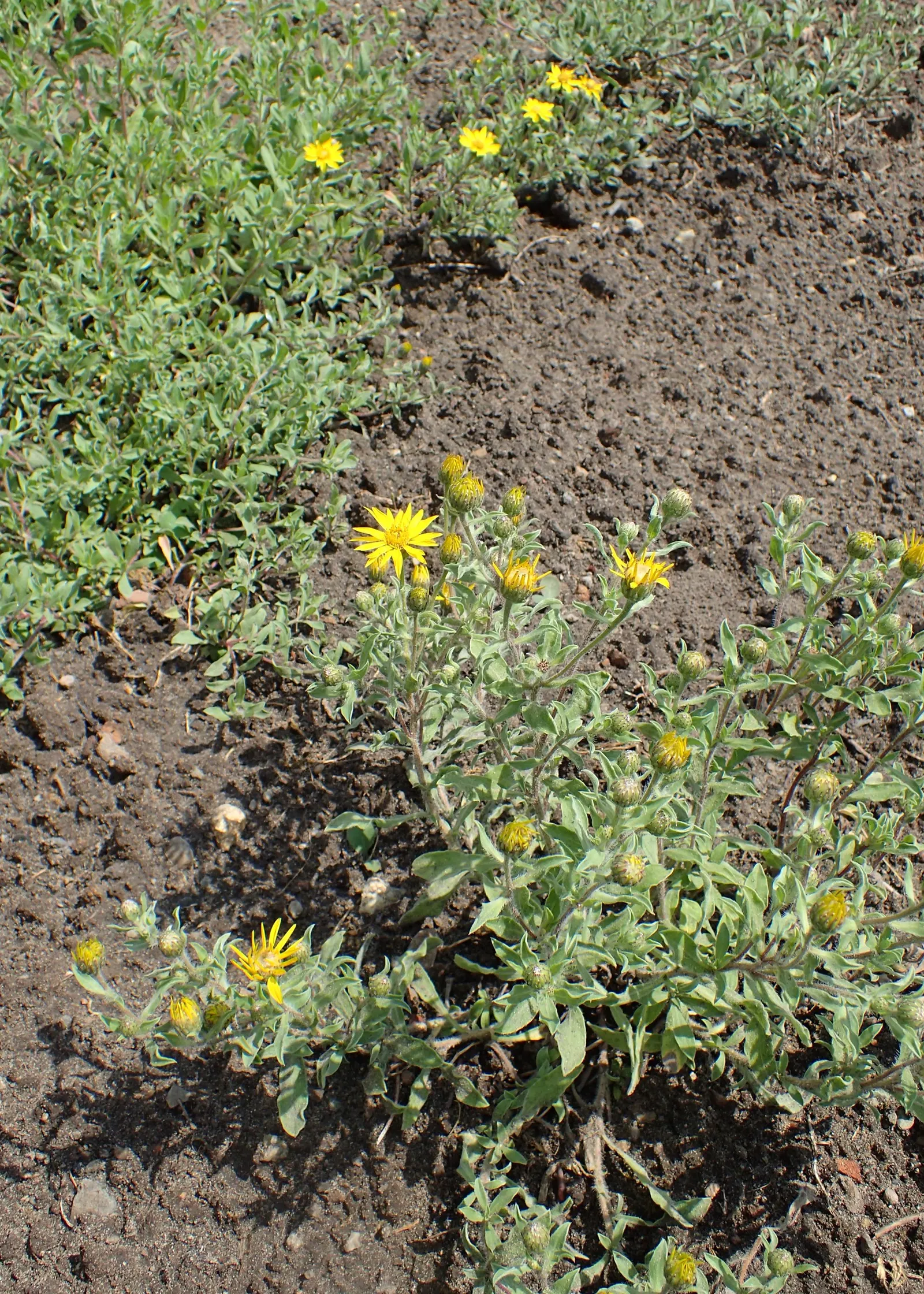 Hairy False Goldenaster (Heterotheca 'San Bruno Mountain') — giving it a sturdy structure to support its copious blooms.<br><br>From summer into, image 49
