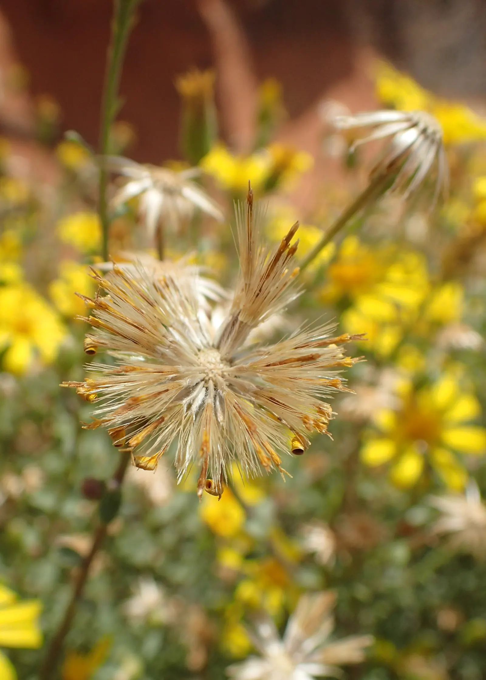 Hairy False Goldenaster (Heterotheca 'San Bruno Mountain') — yellow flowers in the garden; ideal for dry, well-drained soils, it thrives in full, image 74