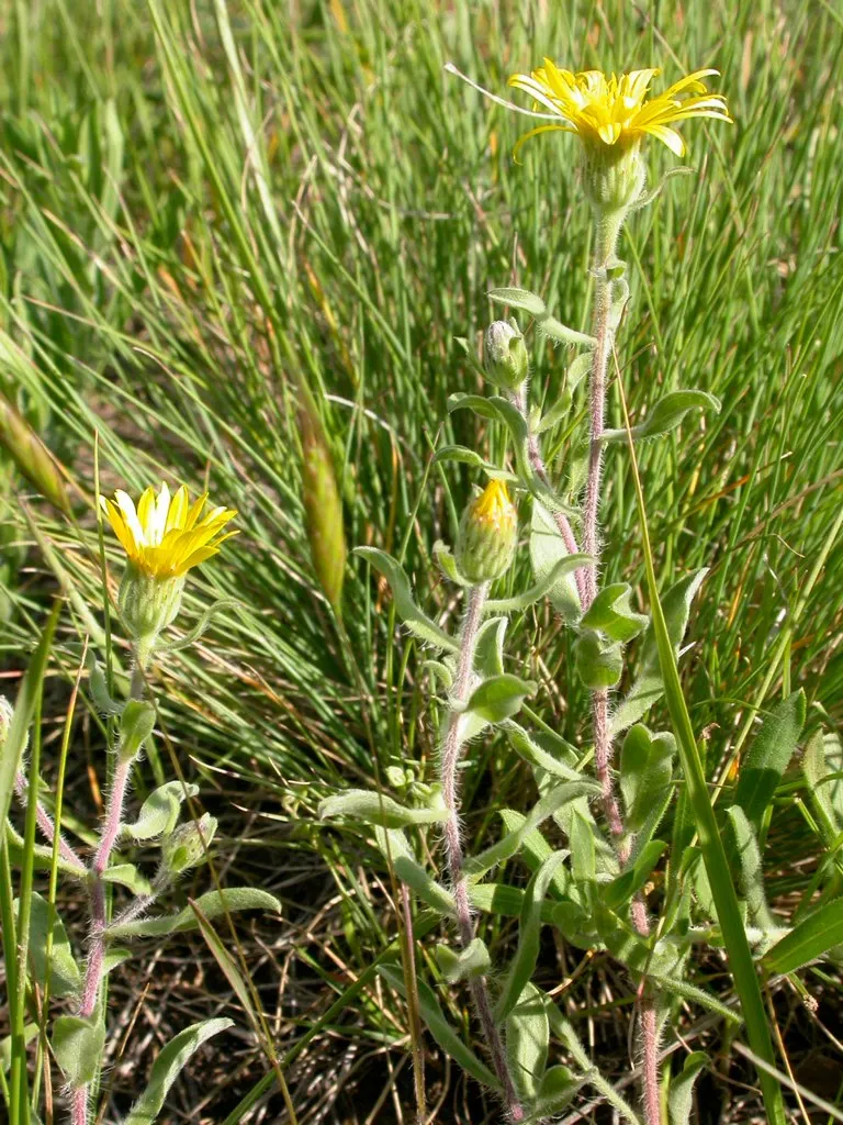 Hairy False Goldenaster (Heterotheca 'San Bruno Mountain') — the Hairy False Goldenaster forms a dense mound of hairy; it is adaptable to a range, image 46