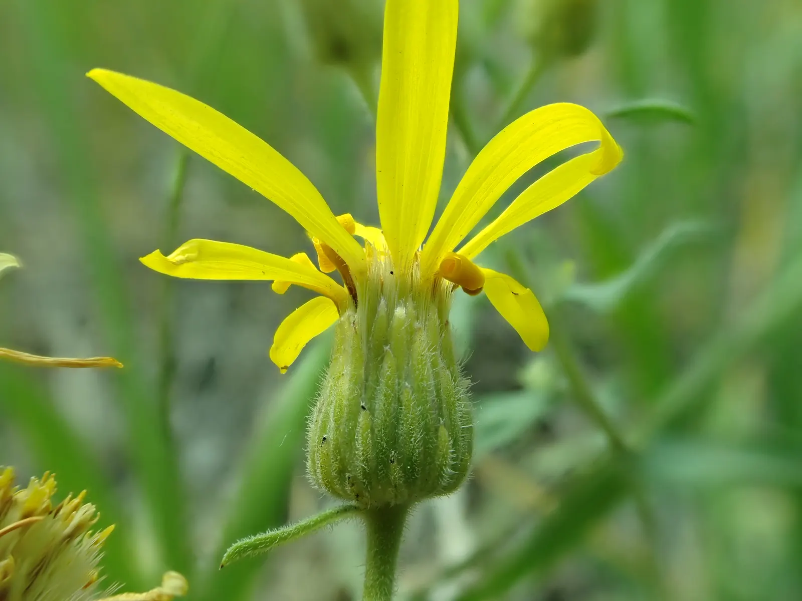Hairy False Goldenaster (Heterotheca 'San Bruno Mountain') — Ideal for dry, well-drained soils, it thrives in full sun, reaching 1-2 ft in height, image 59