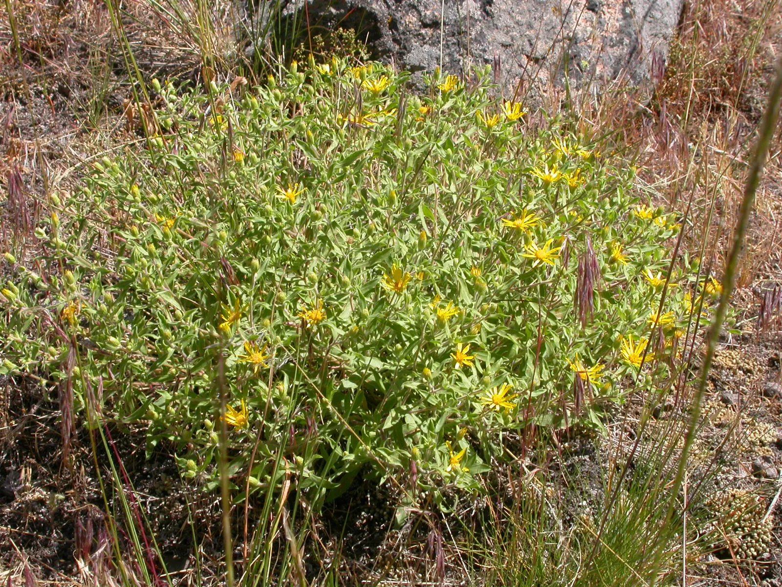 Hairy False Goldenaster (Heterotheca 'San Bruno Mountain') — giving it a sturdy structure to support its copious blooms.<br><br>From summer into fall