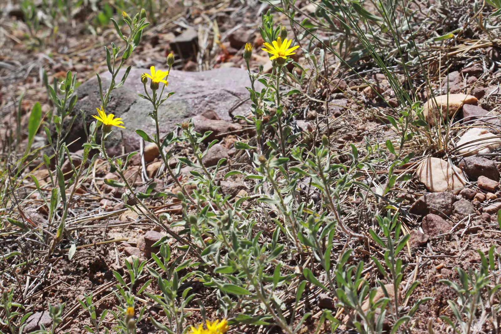 Hairy False Goldenaster (Heterotheca 'San Bruno Mountain') — scientifically named Heterotheca 'San Bruno Mountain'; add vibrant color and attract beneficial