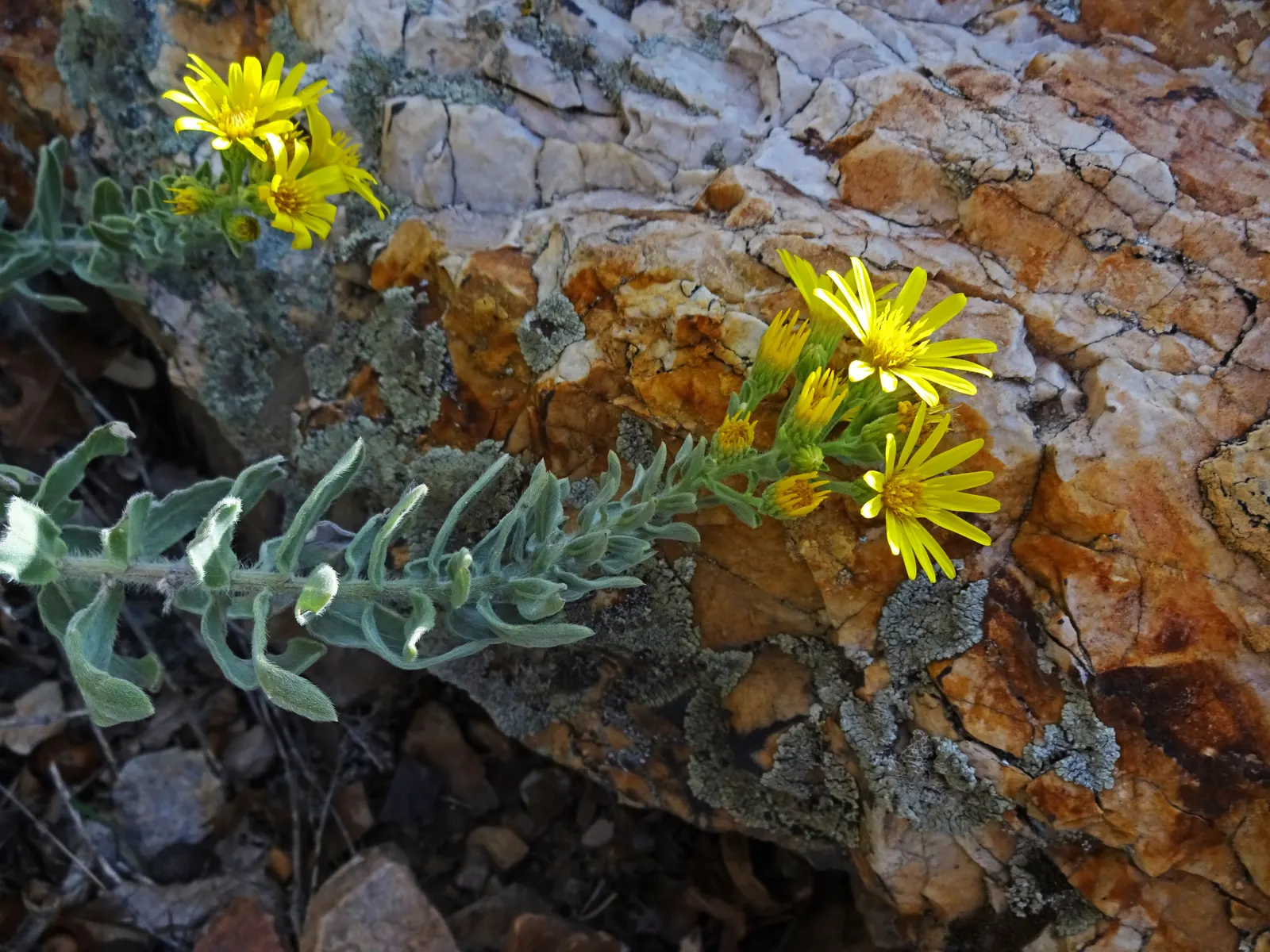 Hairy False Goldenaster (Heterotheca 'San Bruno Mountain') — add vibrant color and attract beneficial pollinators such as butterflies and bees to, image 51