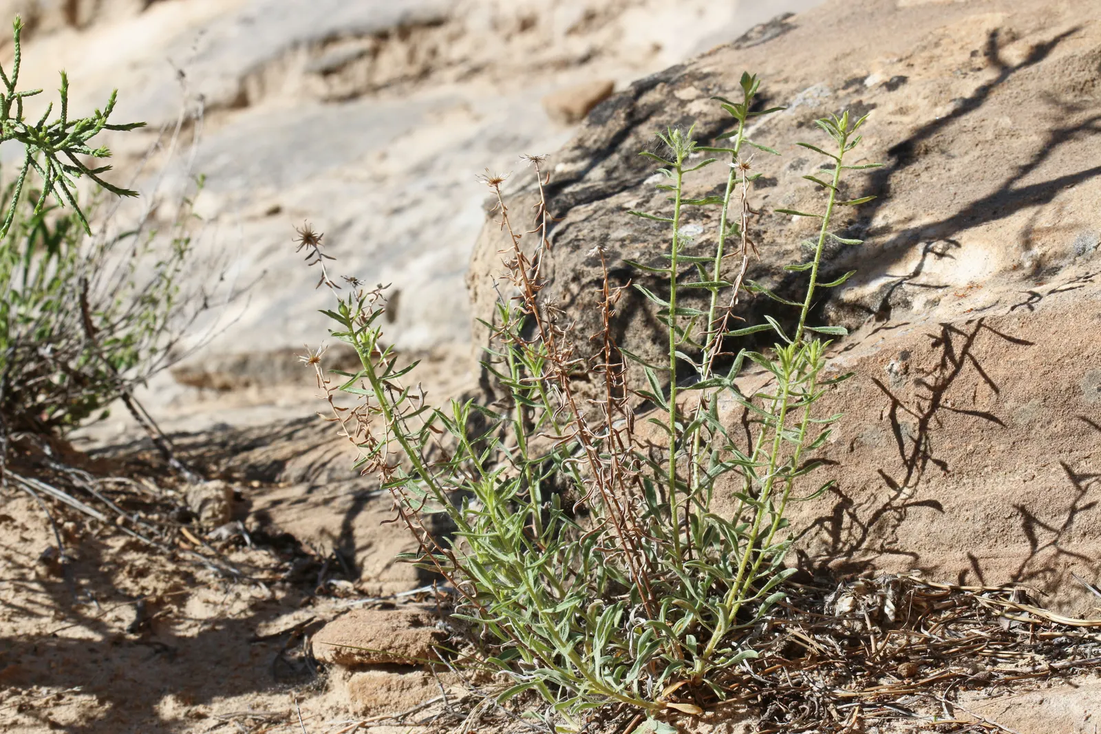 Hairy False Goldenaster (Heterotheca 'San Bruno Mountain') — ground cover / perennial for full or half
