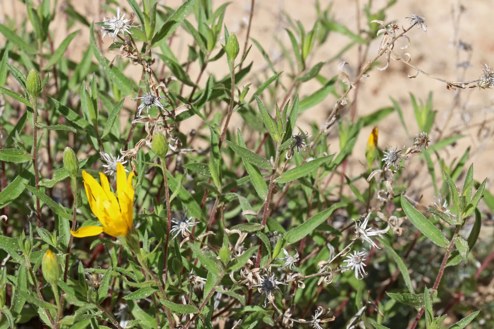 Hairy False Goldenaster (Heterotheca 'San Bruno Mountain') — this plant is lauded for its resilience and ease of care