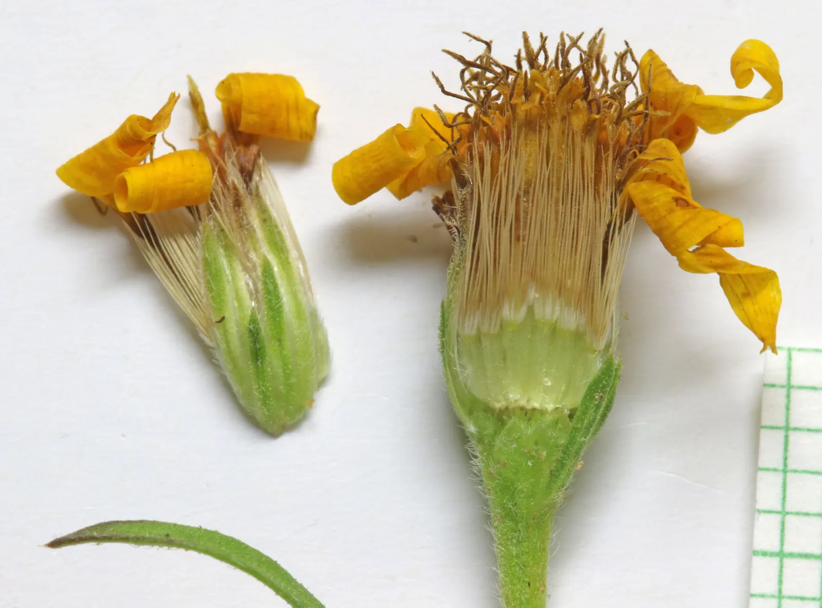 Hairy False Goldenaster (Heterotheca 'San Bruno Mountain') — A low-maintenance choice for Californian-themed gardens and naturalized areas, image 80