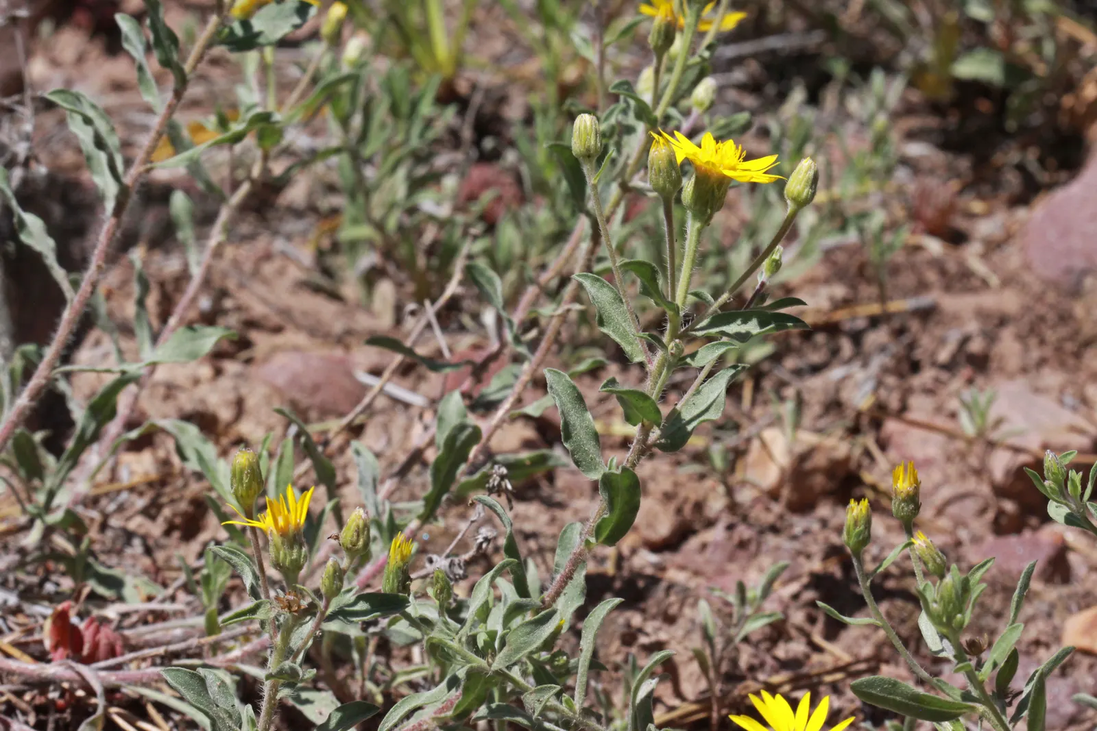 Hairy False Goldenaster (Heterotheca 'San Bruno Mountain') — which are around 1 to 1.5 inches in diameter; scientifically named Heterotheca 'San Bruno Mountain'