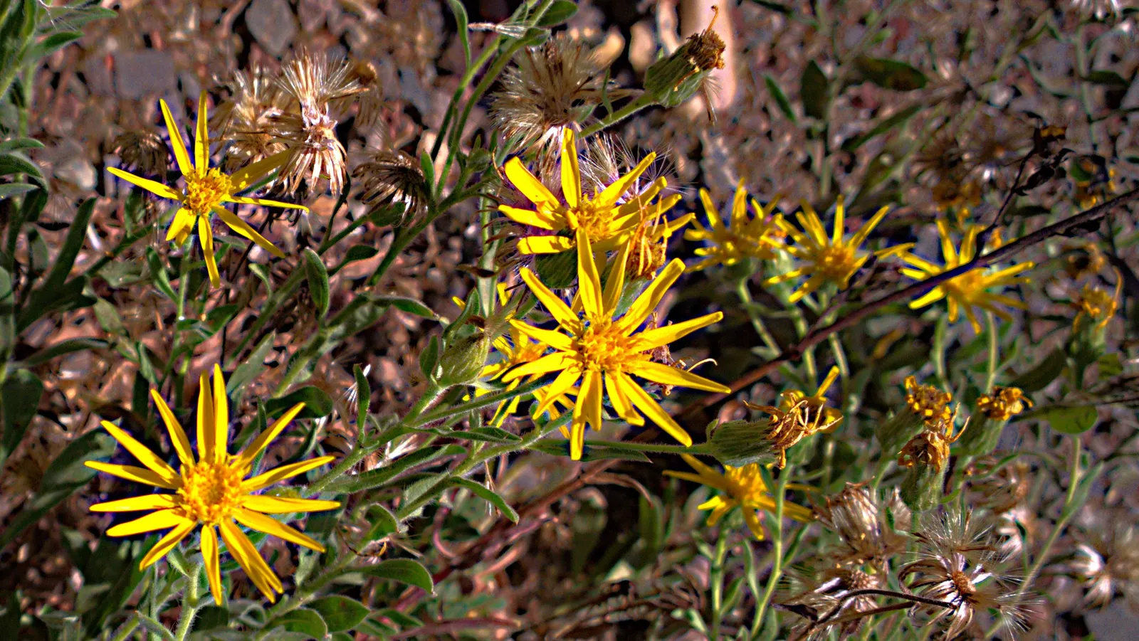 Hairy False Goldenaster (Heterotheca 'San Bruno Mountain') — ground cover / perennial with yellow blooms; grey-green foliage that provides a, image 75