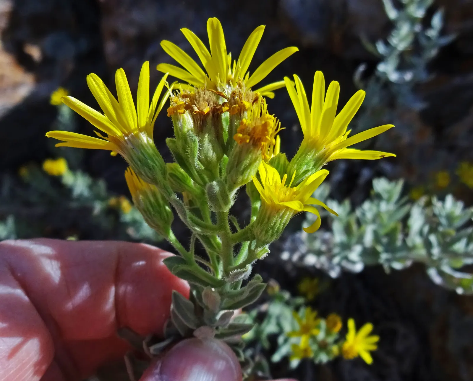 Hairy False Goldenaster (Heterotheca 'San Bruno Mountain') — ground cover / perennial with yellow blooms; grey-green foliage that provides a, image 56