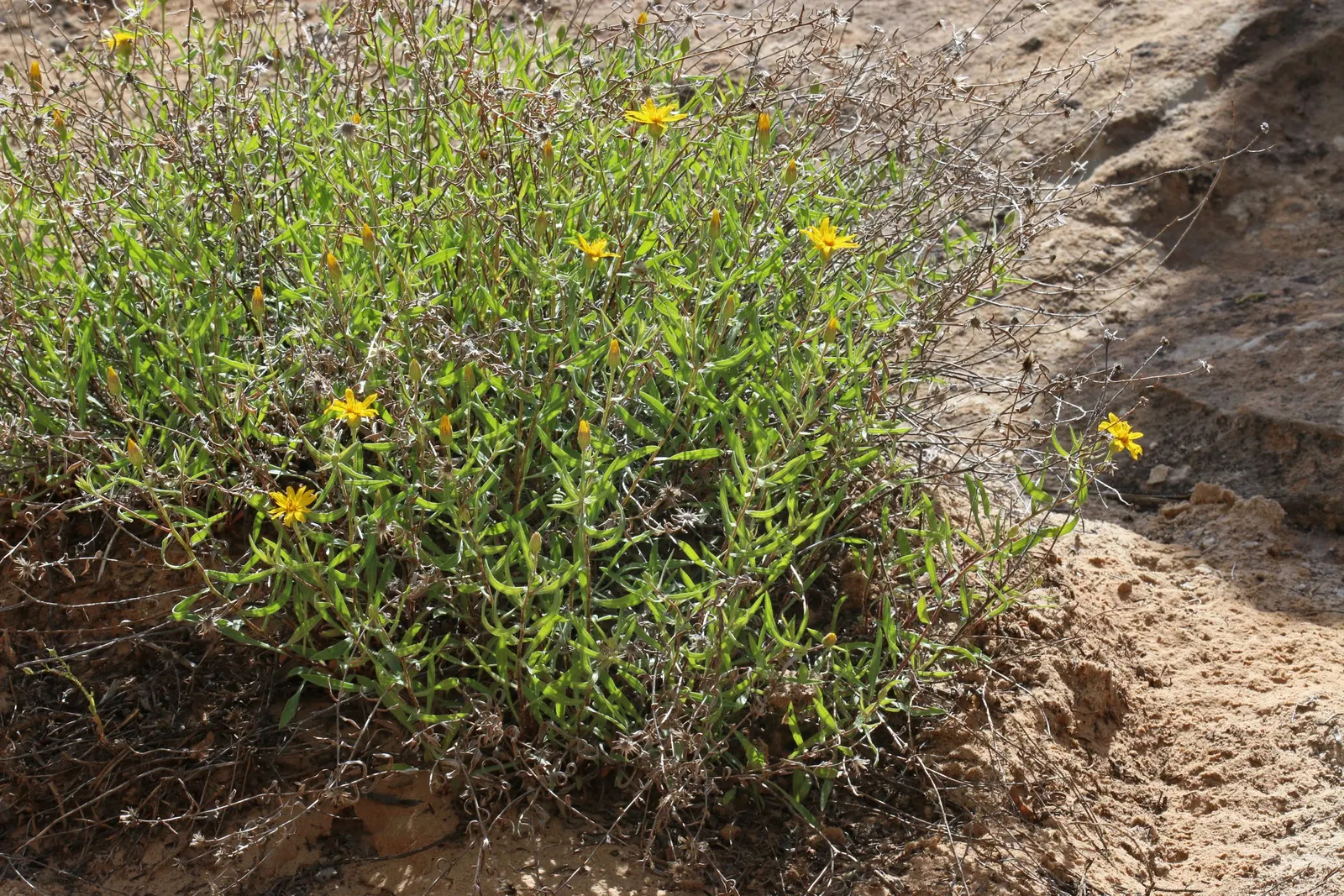 Hairy False Goldenaster (Heterotheca 'San Bruno Mountain') — ground cover / perennial for full or half; environmentally-friendly garden space, image 76