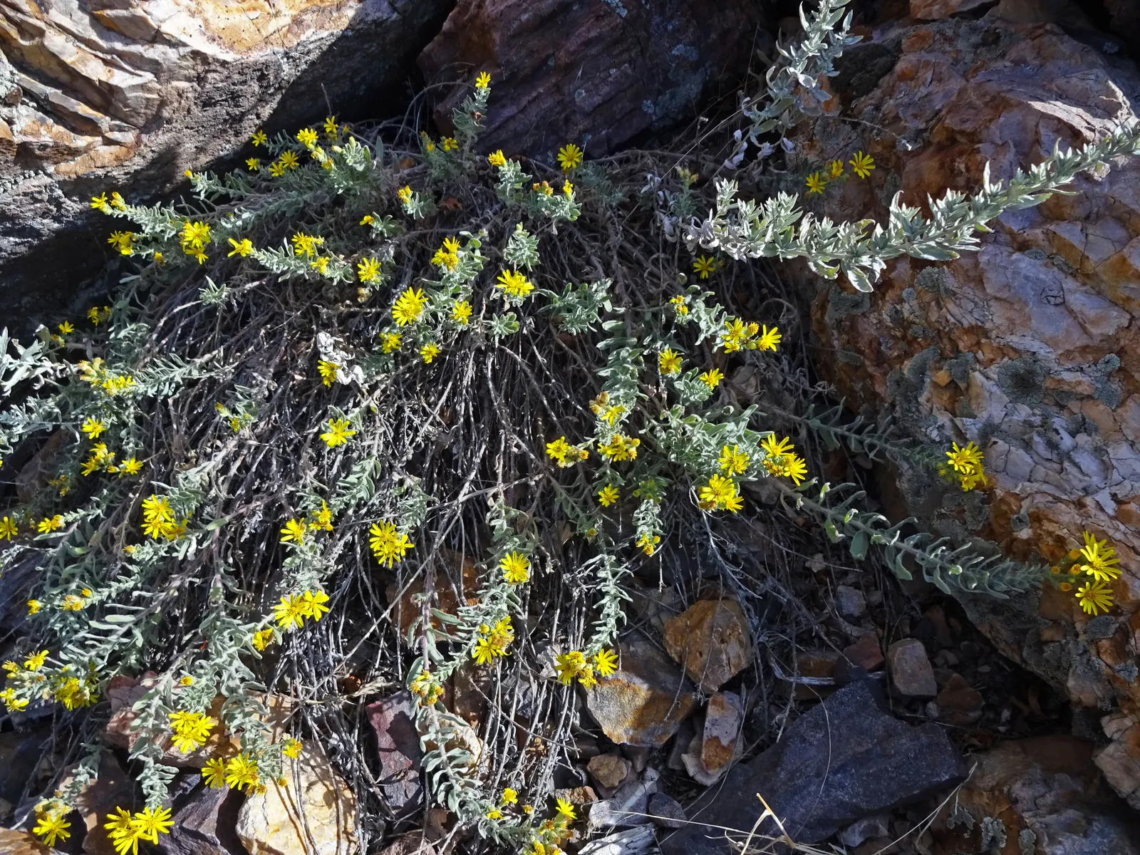 Hairy False Goldenaster (Heterotheca 'San Bruno Mountain') — ground cover / perennial with yellow blooms; grey-green foliage that provides a textured backdrop