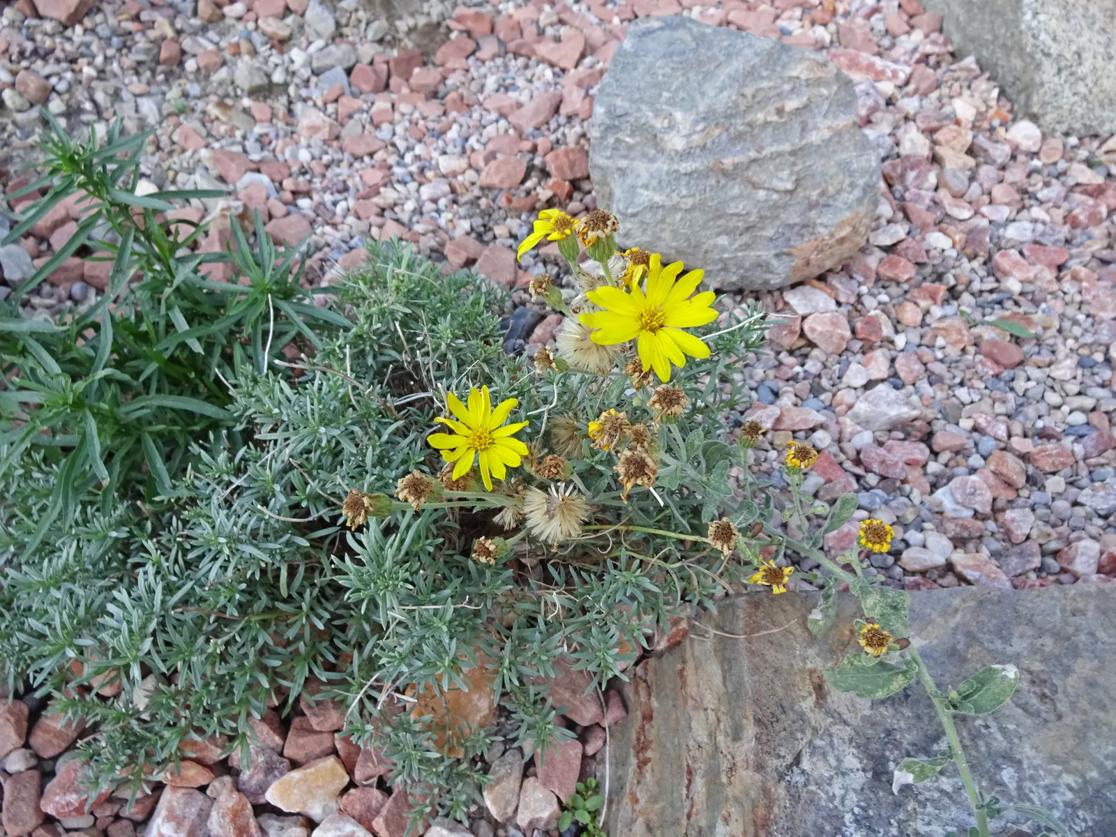 Hairy False Goldenaster (Heterotheca 'San Bruno Mountain') — Originating from the San Bruno Mountain area in California; showcasing a profusion of, image 44