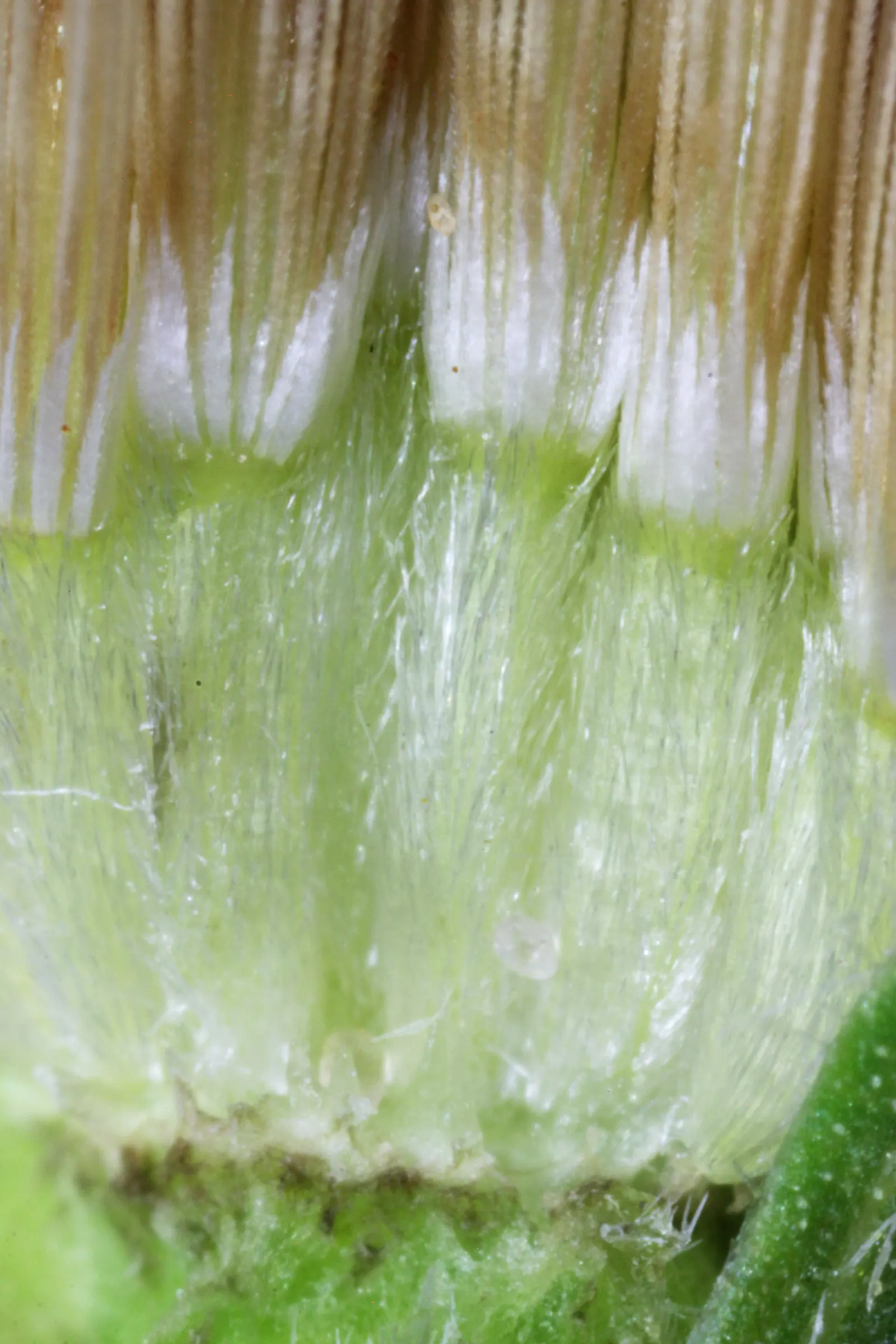 Hairy False Goldenaster (Heterotheca 'San Bruno Mountain') — It is adaptable to a range of soil types, although it flourishes in well-drained soil