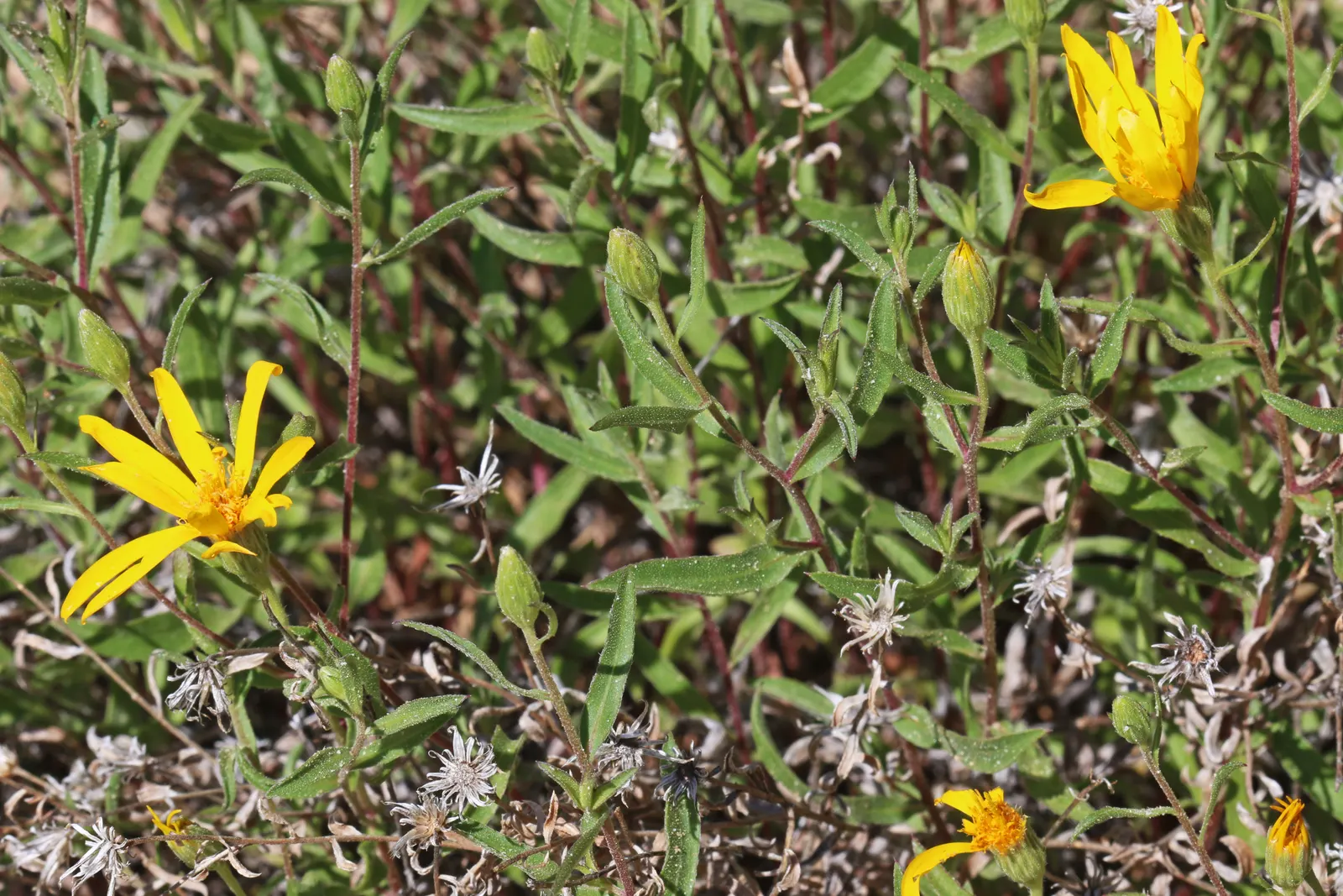 Hairy False Goldenaster (Heterotheca 'San Bruno Mountain') — giving it a sturdy structure to support its copious blooms.<br><br>From summer into, image 68