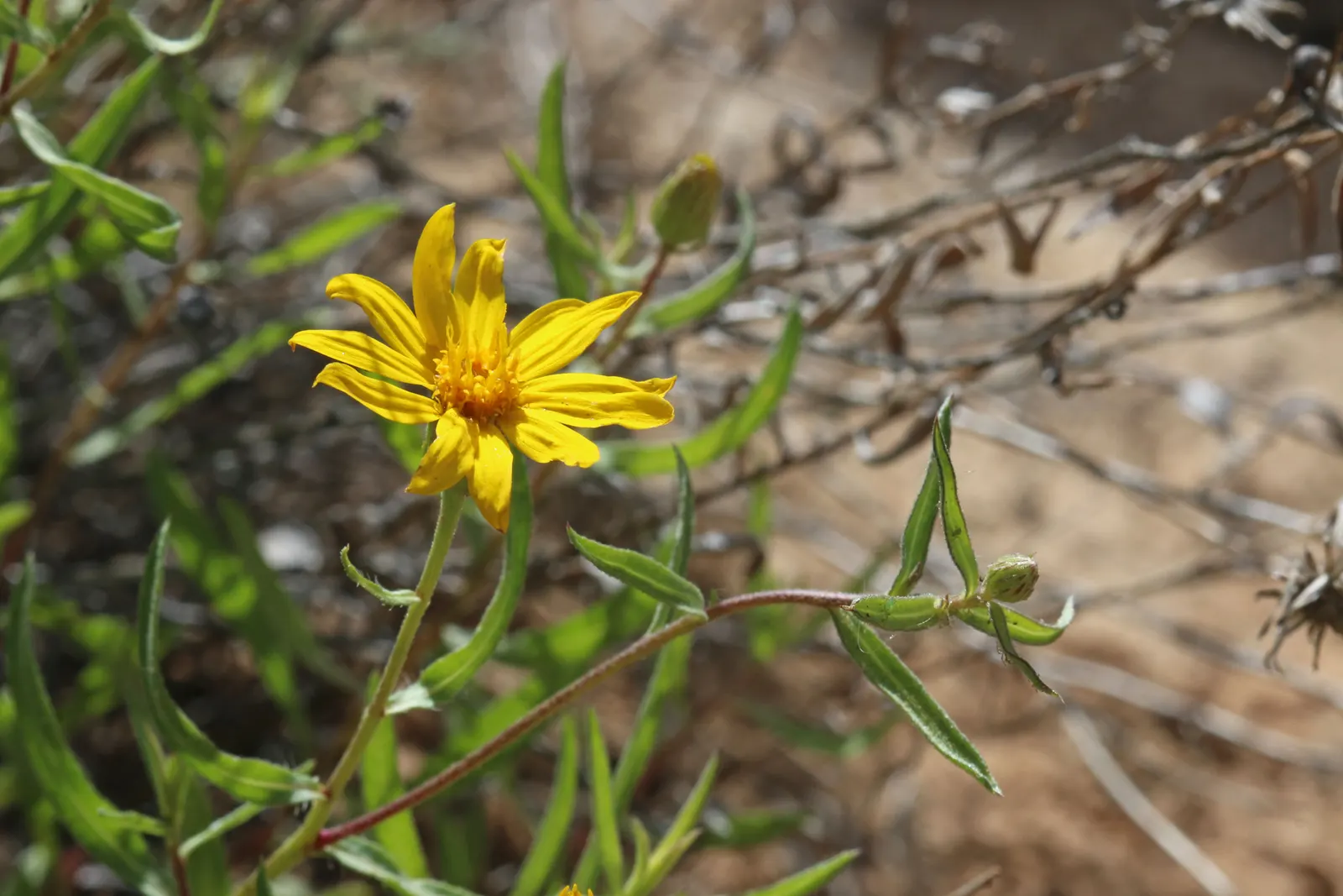 Hairy False Goldenaster (Heterotheca 'San Bruno Mountain') — this plant is lauded for its resilience and ease of care; the Hairy False Goldenaster, image 64
