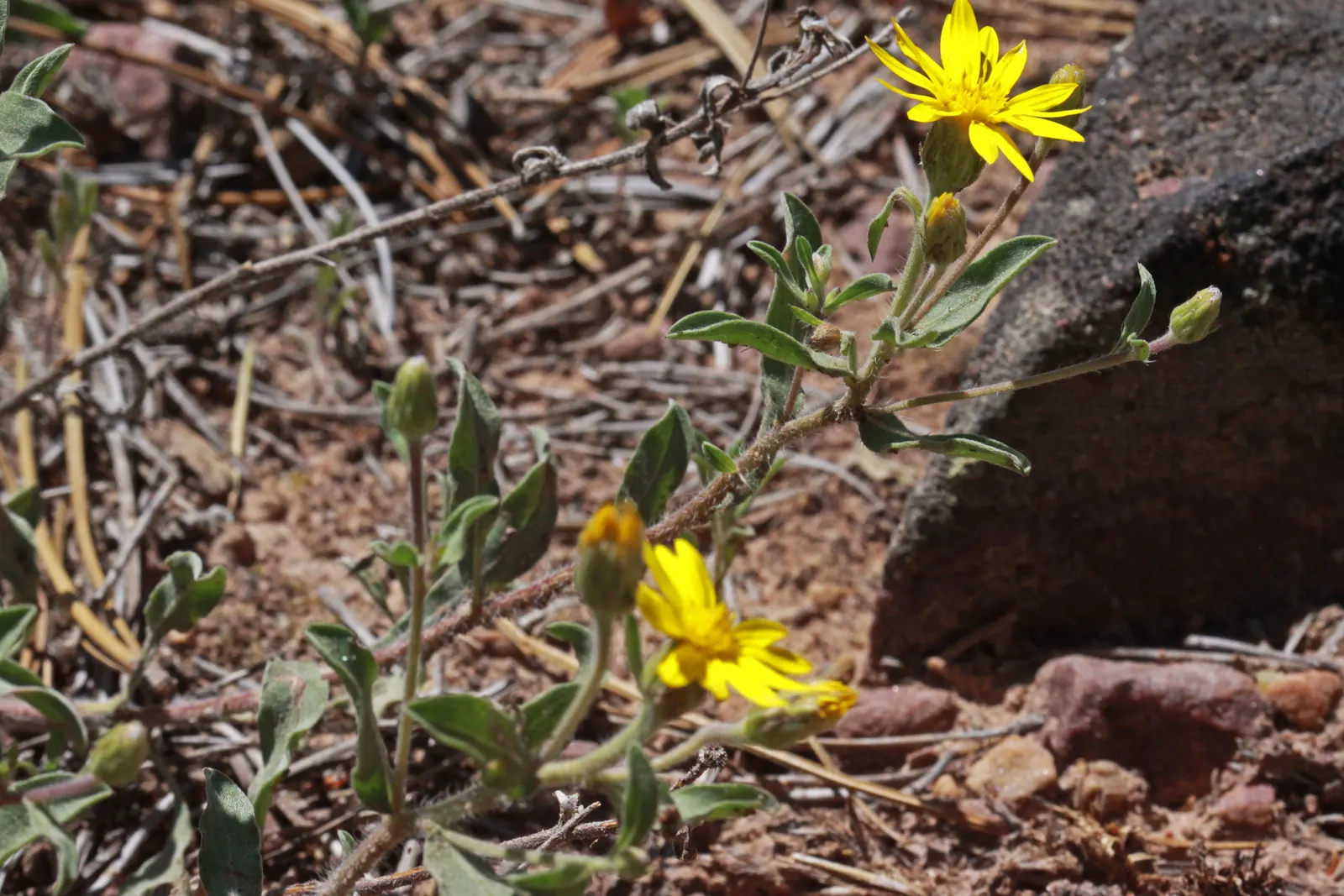 Hairy False Goldenaster (Heterotheca 'San Bruno Mountain') — A low-maintenance choice for Californian-themed gardens and naturalized areas