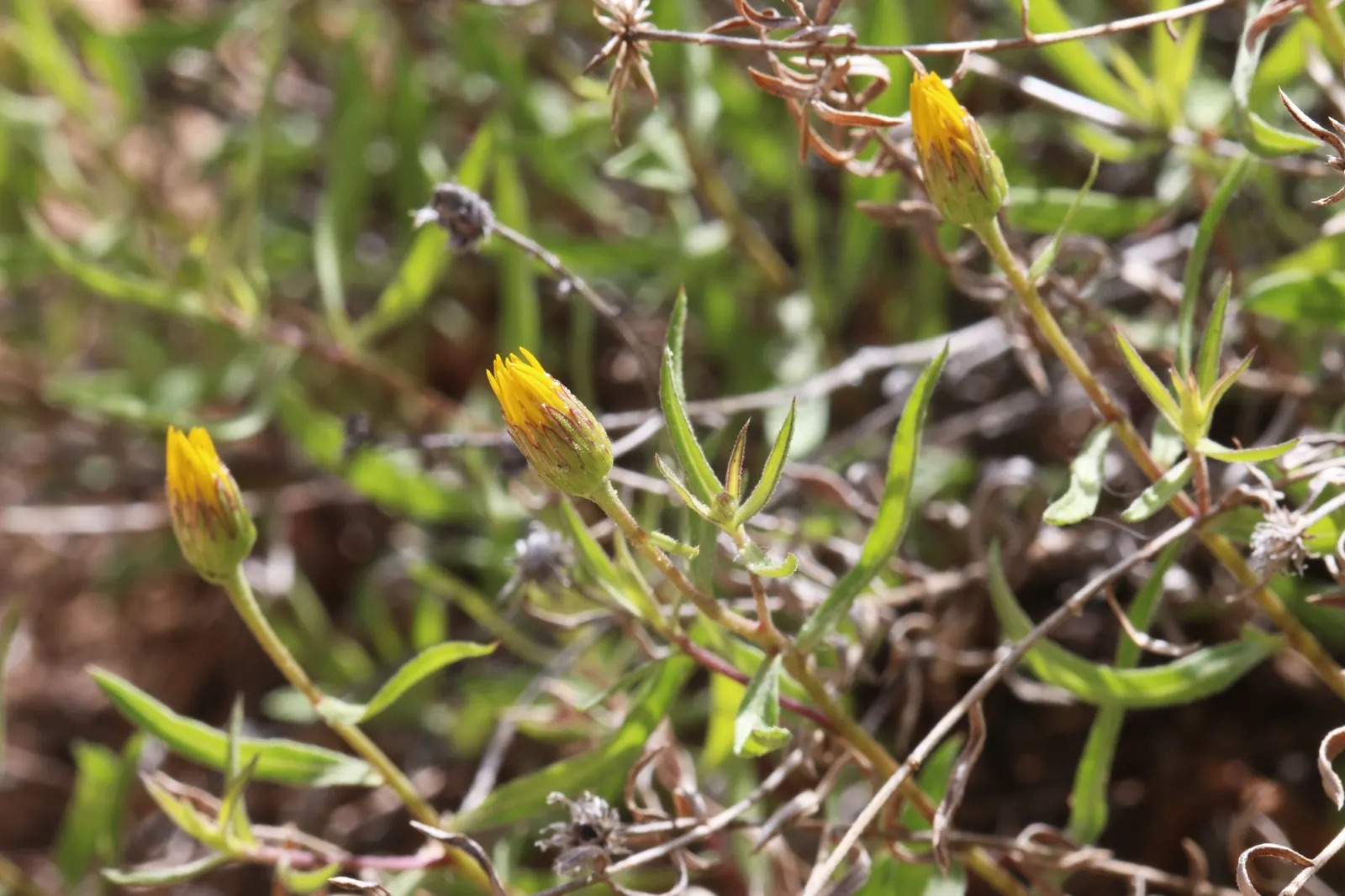 Hairy False Goldenaster (Heterotheca 'San Bruno Mountain') — A low-maintenance choice for Californian-themed gardens and naturalized areas, image 61