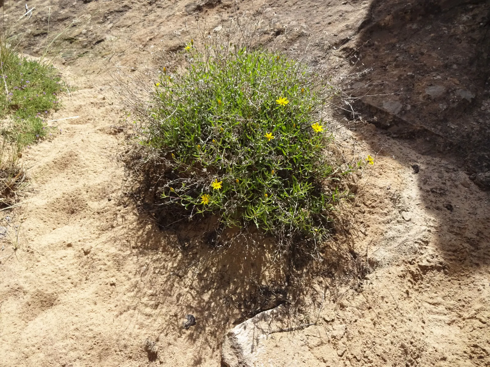 Hairy False Goldenaster (Heterotheca 'San Bruno Mountain') — requiring minimal supplemental watering