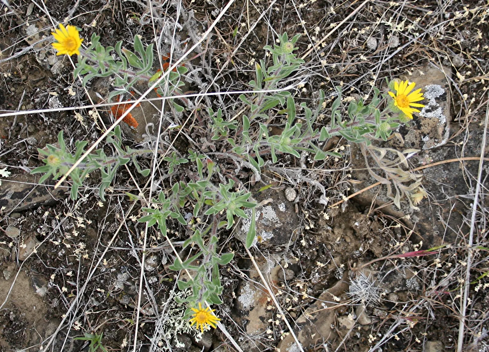 Hairy False Goldenaster (Heterotheca 'San Bruno Mountain') — add vibrant color and attract beneficial pollinators such as butterflies and bees to the garden