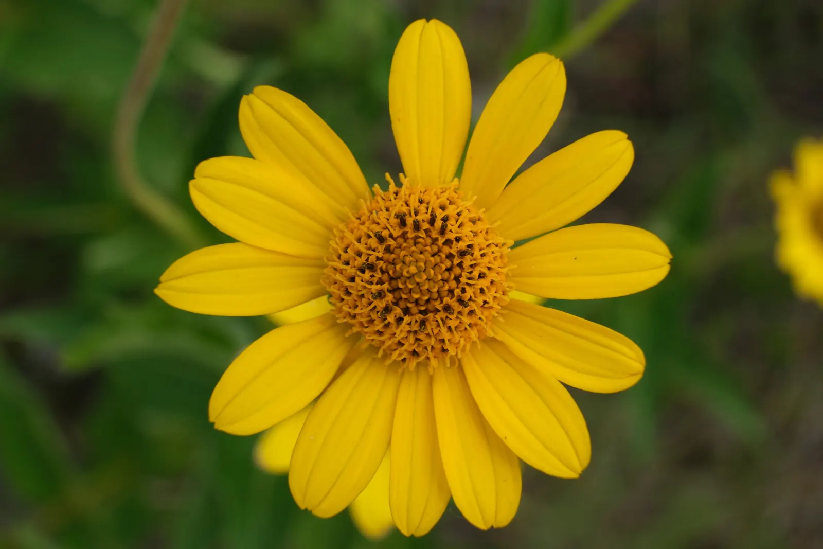 Hairy False Goldenaster (Heterotheca 'San Bruno Mountain') — This drought-tolerant plant blooms late summer to fall, attracting butterflies while, image 60