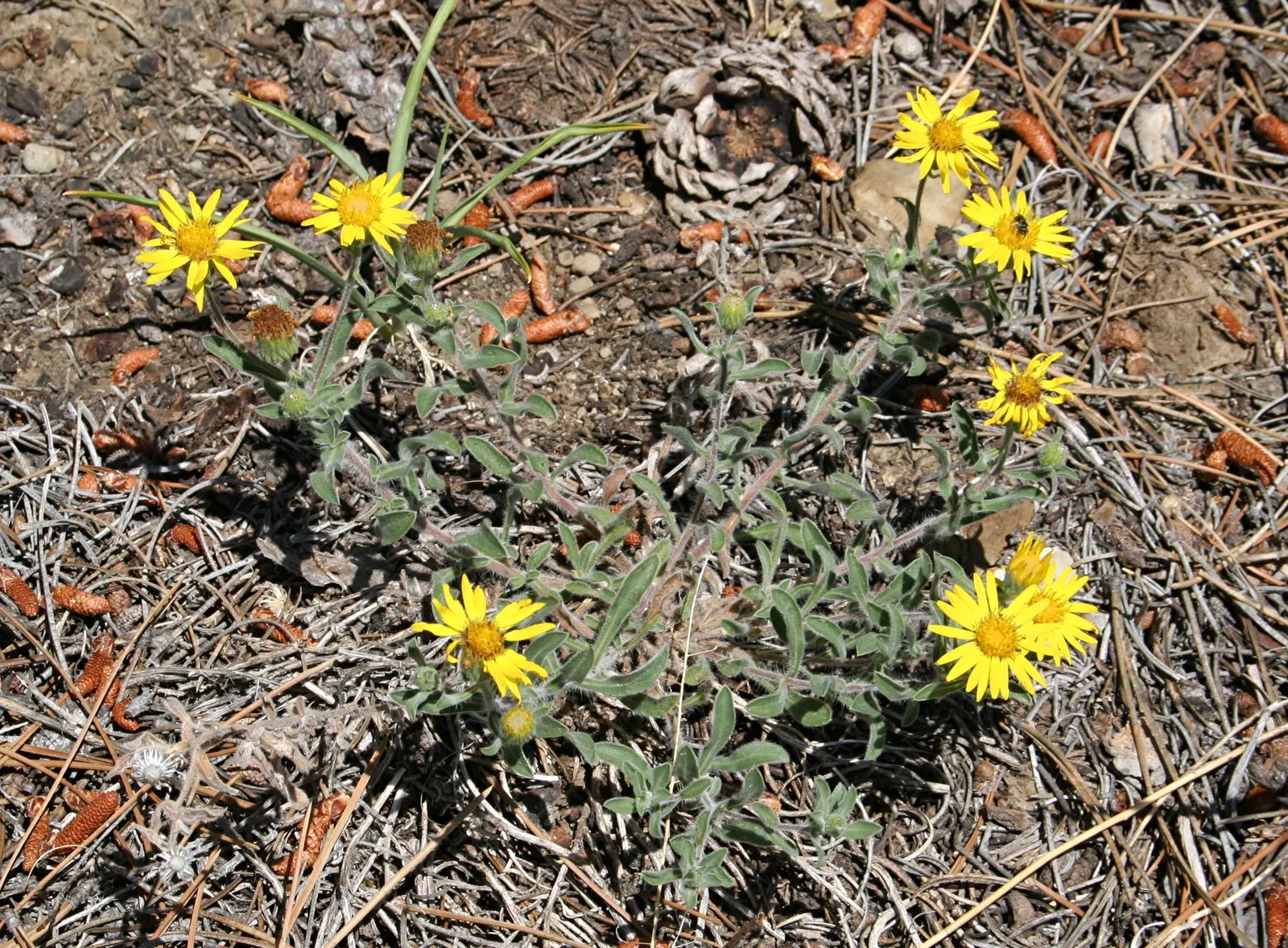 Hairy False Goldenaster (Heterotheca 'San Bruno Mountain') — A low-maintenance choice for Californian-themed gardens and naturalized areas; originating from