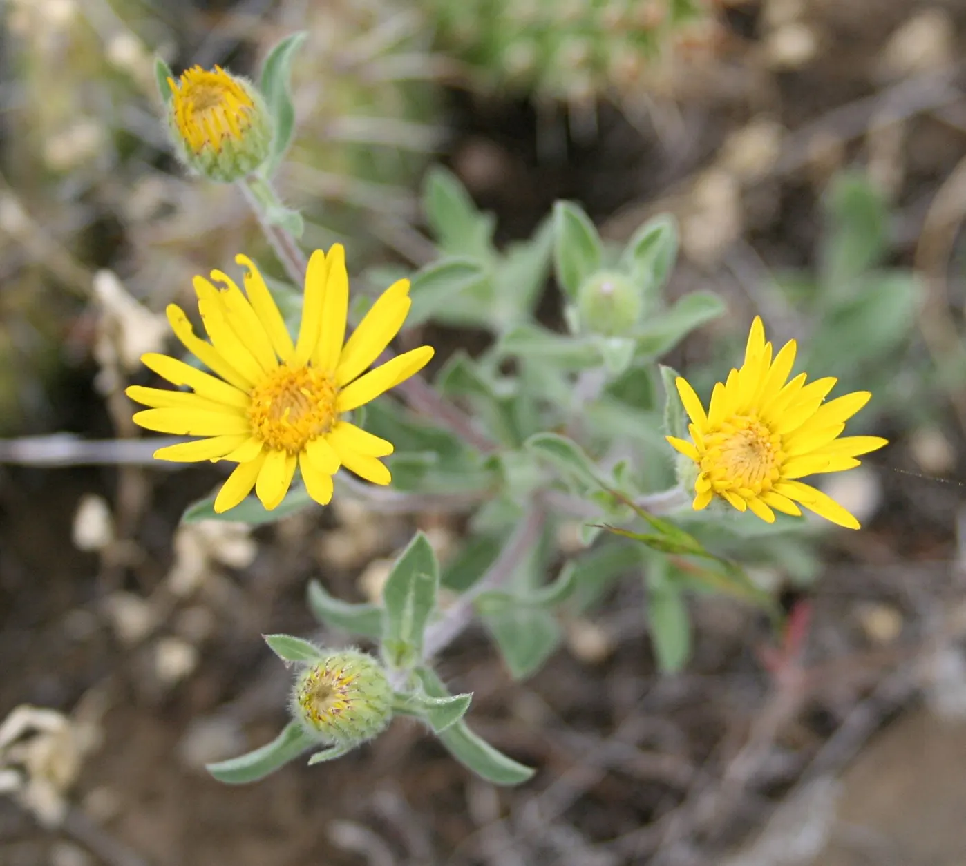 Hairy False Goldenaster (Heterotheca 'San Bruno Mountain') — This drought-tolerant plant blooms late summer to fall, attracting butterflies while, image 22