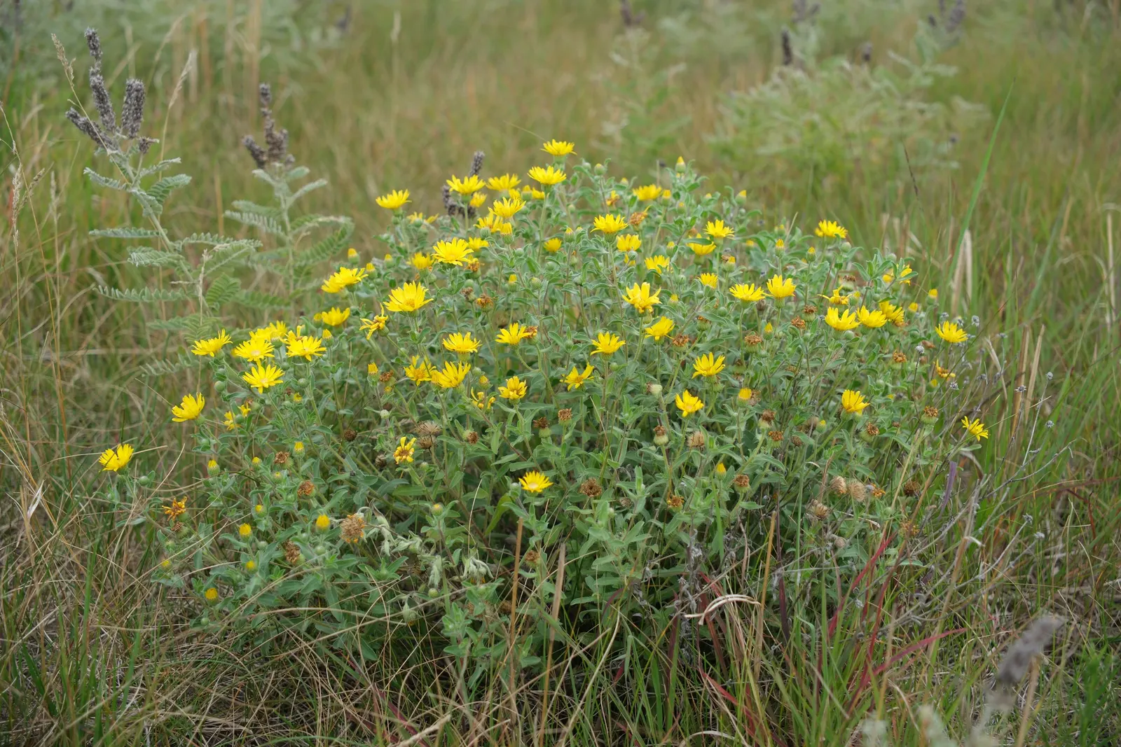 Hairy False Goldenaster (Heterotheca 'San Bruno Mountain') — Originating from the San Bruno Mountain area in California; showcasing a profusion of, image 63