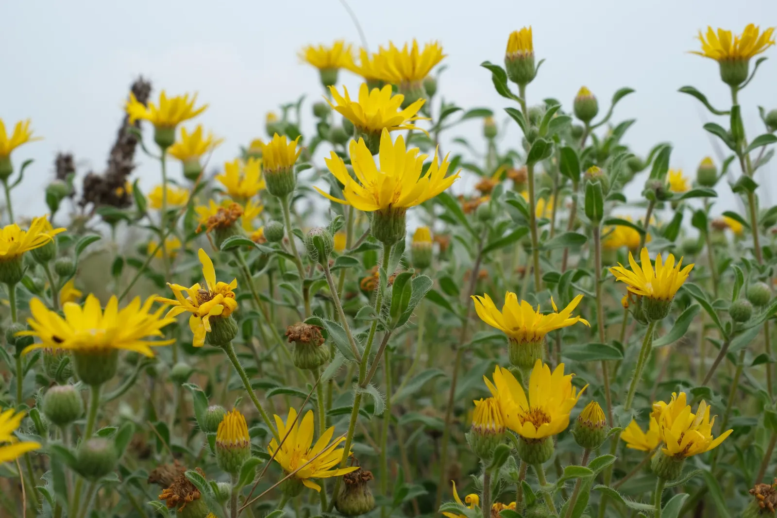 Hairy False Goldenaster (Heterotheca 'San Bruno Mountain') — It is adaptable to a range of soil types, although it flourishes in well-drained soil, image 72