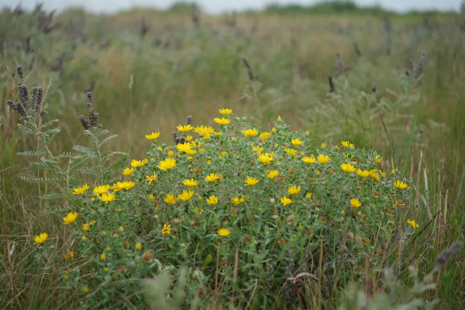 Hairy False Goldenaster (Heterotheca 'San Bruno Mountain') — This drought-tolerant plant blooms late summer to fall, attracting butterflies while, image 41