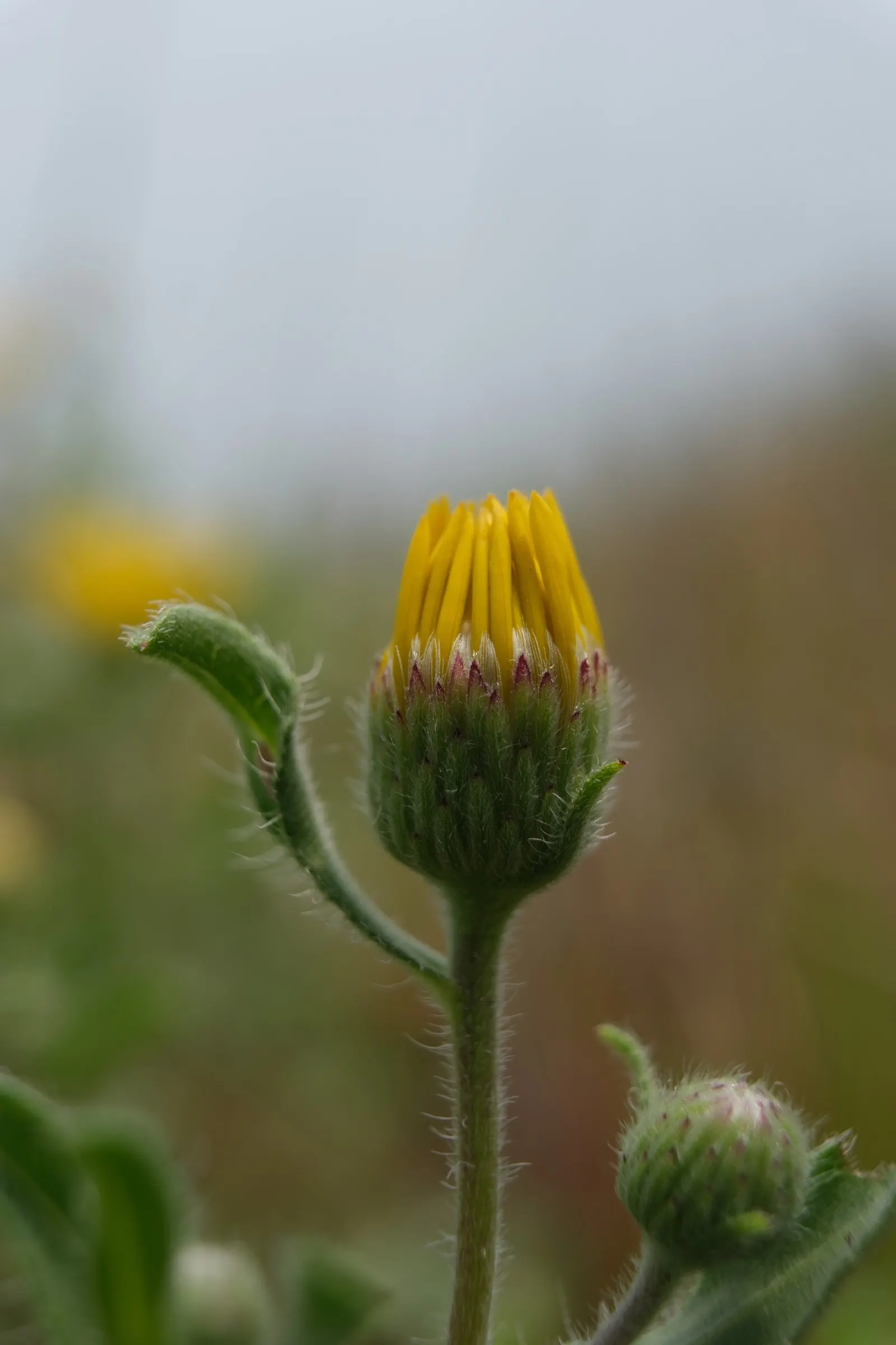Hairy False Goldenaster (Heterotheca 'San Bruno Mountain') — showcasing a profusion of golden-yellow daisy-like flowers