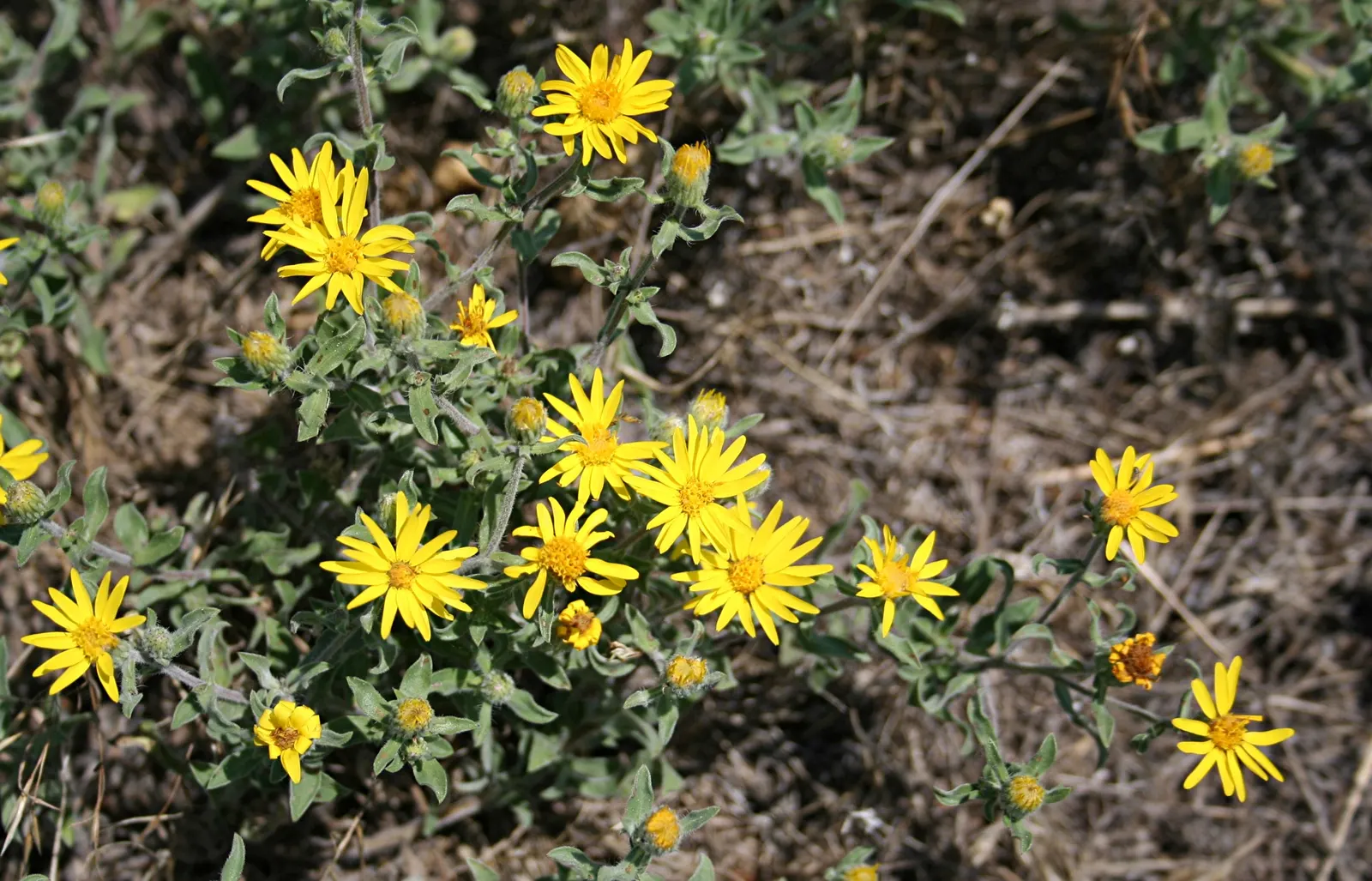 Hairy False Goldenaster (Heterotheca 'San Bruno Mountain') — the Hairy False Goldenaster forms a dense mound of hairy