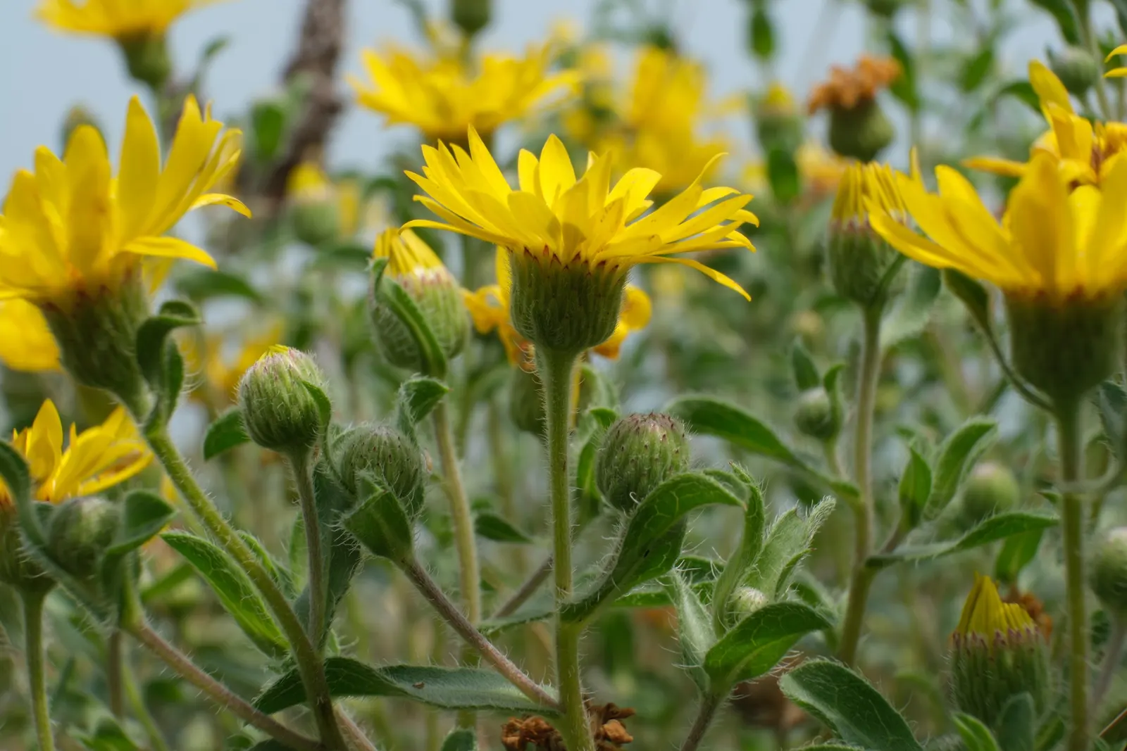Hairy False Goldenaster (Heterotheca 'San Bruno Mountain') — this plant is lauded for its resilience and ease of care; the Hairy False Goldenaster, image 45