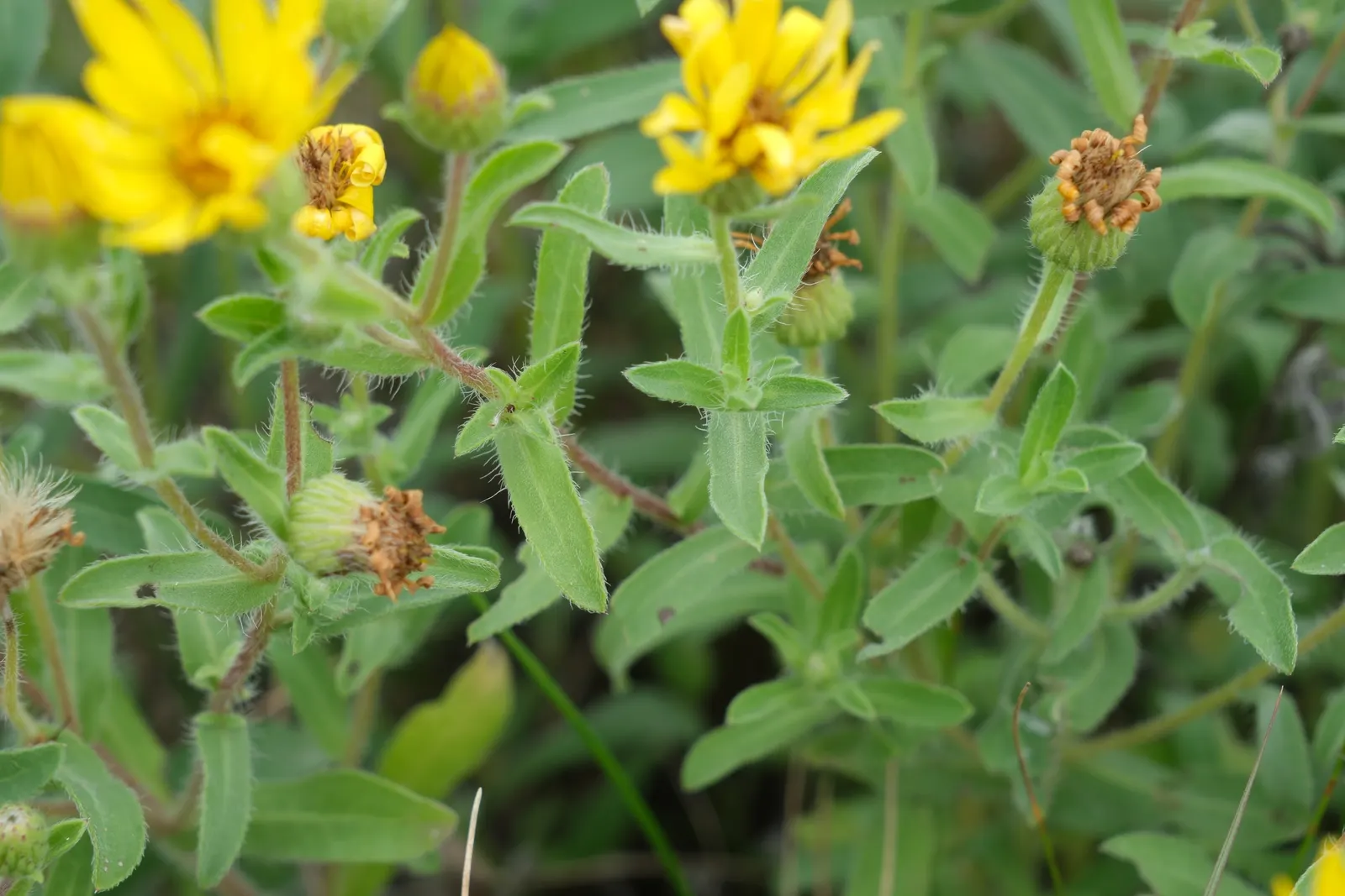 Hairy False Goldenaster (Heterotheca 'San Bruno Mountain') — Its stems are woody at the base, image 48