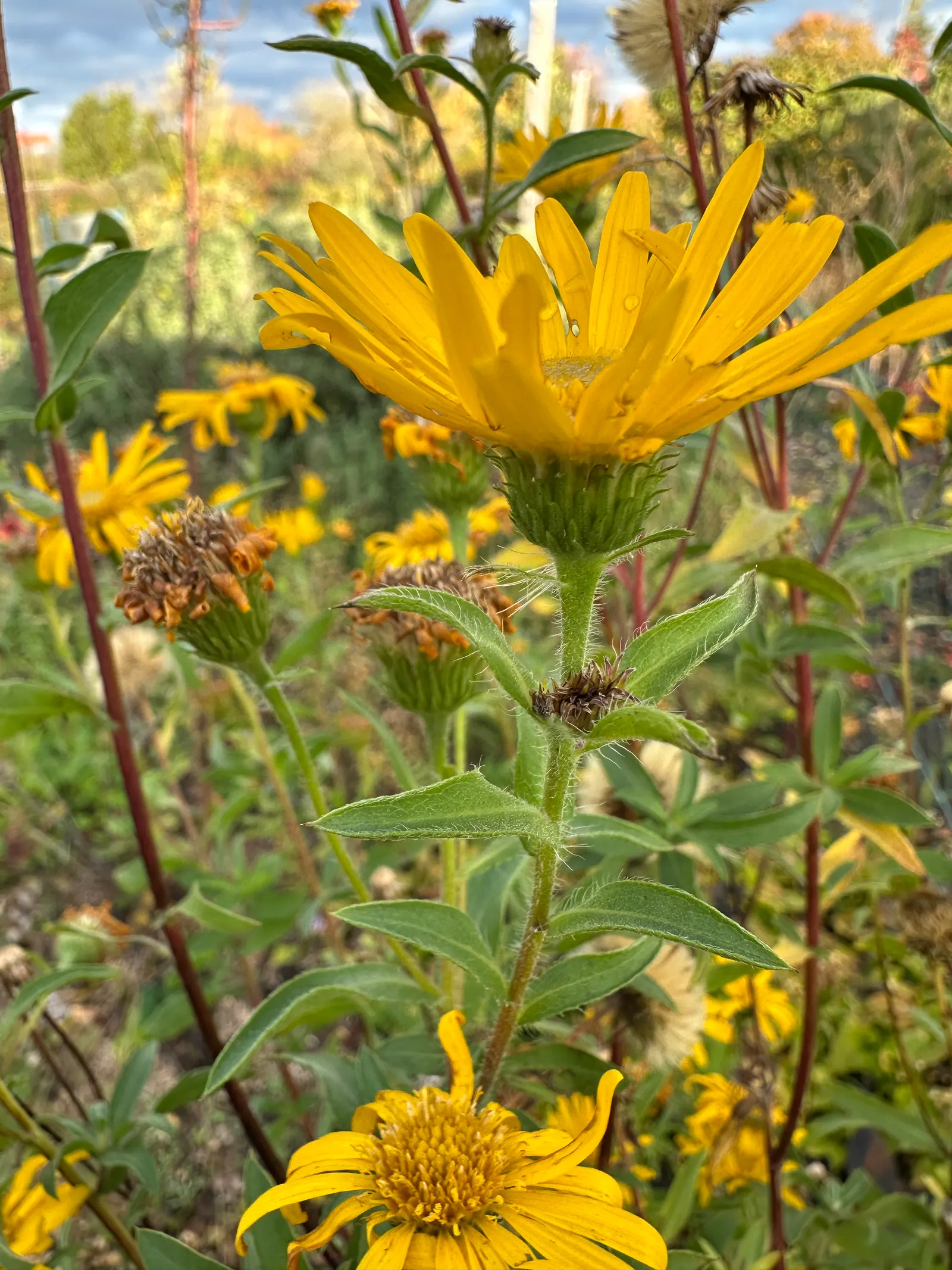 Hairy False Goldenaster (Heterotheca 'San Bruno Mountain') — this plant is lauded for its resilience and ease of care; the Hairy False Goldenaster, image 83
