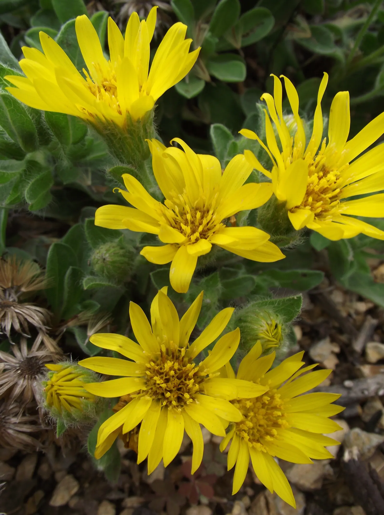 Hairy False Goldenaster (Heterotheca 'San Bruno Mountain') — Ideal for dry, well-drained soils, it thrives in full sun, reaching 1-2 ft in height, image 40