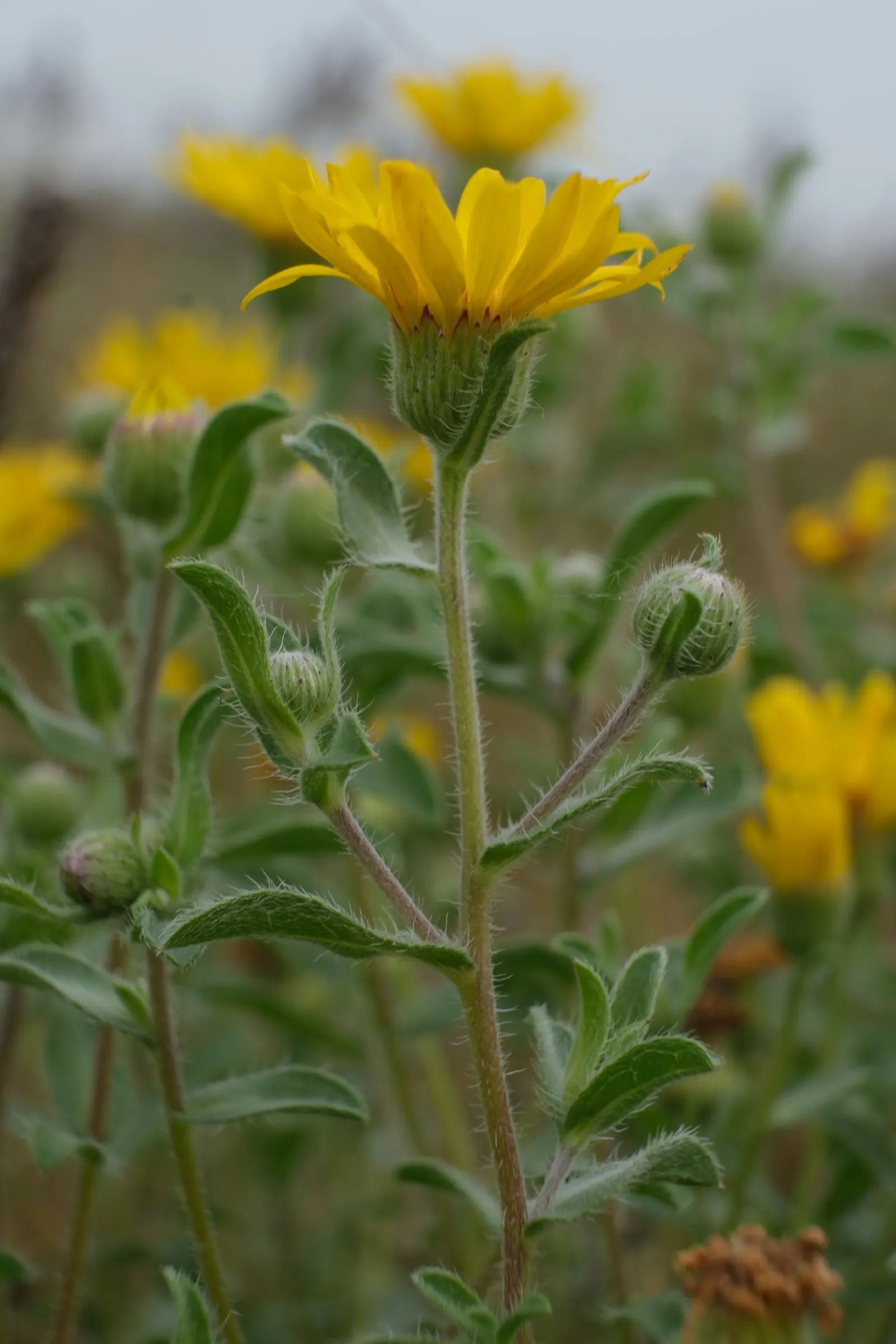 Hairy False Goldenaster (Heterotheca 'San Bruno Mountain') — yellow flowers in the garden; ideal for dry, well-drained soils, it thrives in full, image 55