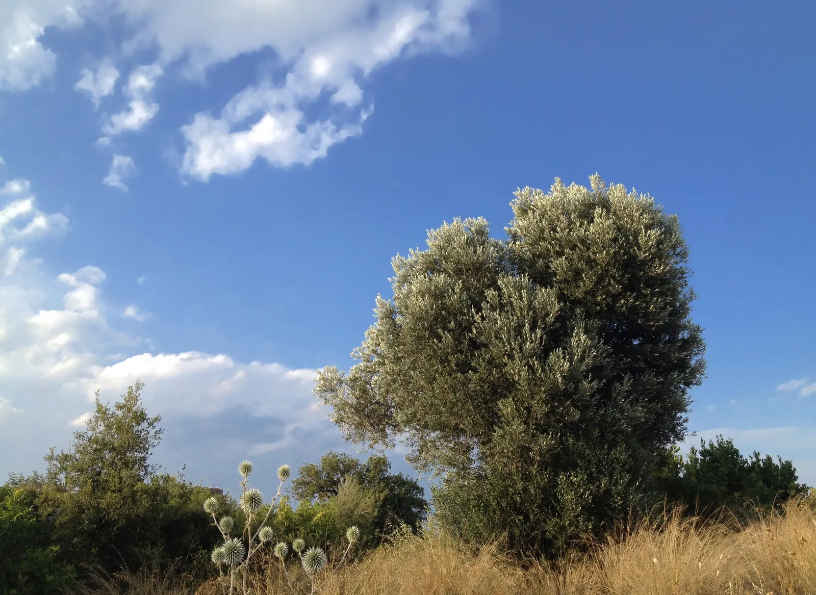 Water Tupelo (Nyssa Aquatica) — is a distinct feature in both natural wetlands and curated landscapes