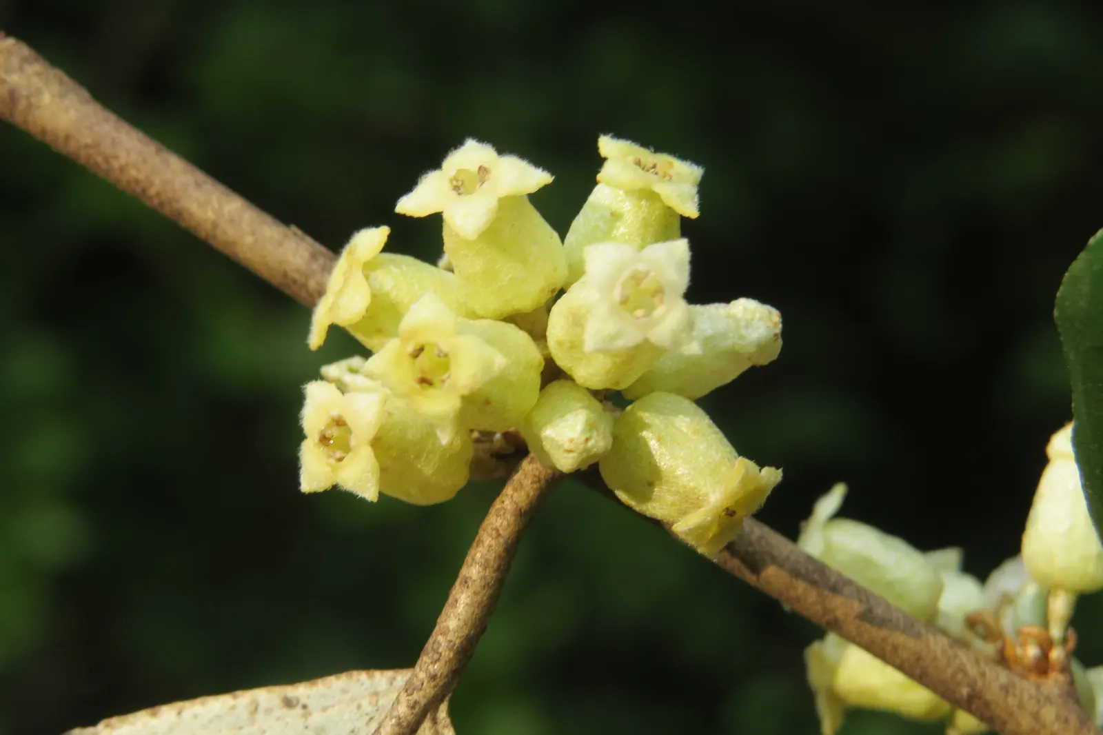 Water Tupelo (Nyssa Aquatica) — often found along riverbanks; its ability to serve as a habitat and food source for wildlife, image 49
