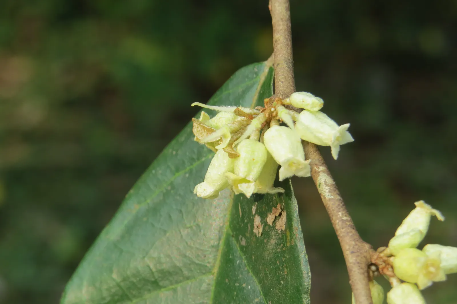 Water Tupelo (Nyssa Aquatica) — preferring full sun to partial shade and is often found on the edges of ponds; when integrating into garden designs, image 56