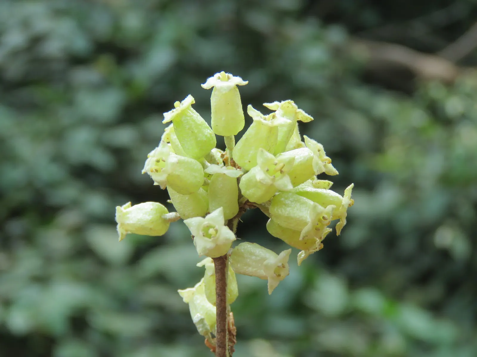 Water Tupelo (Nyssa Aquatica) — thriving in wet conditions